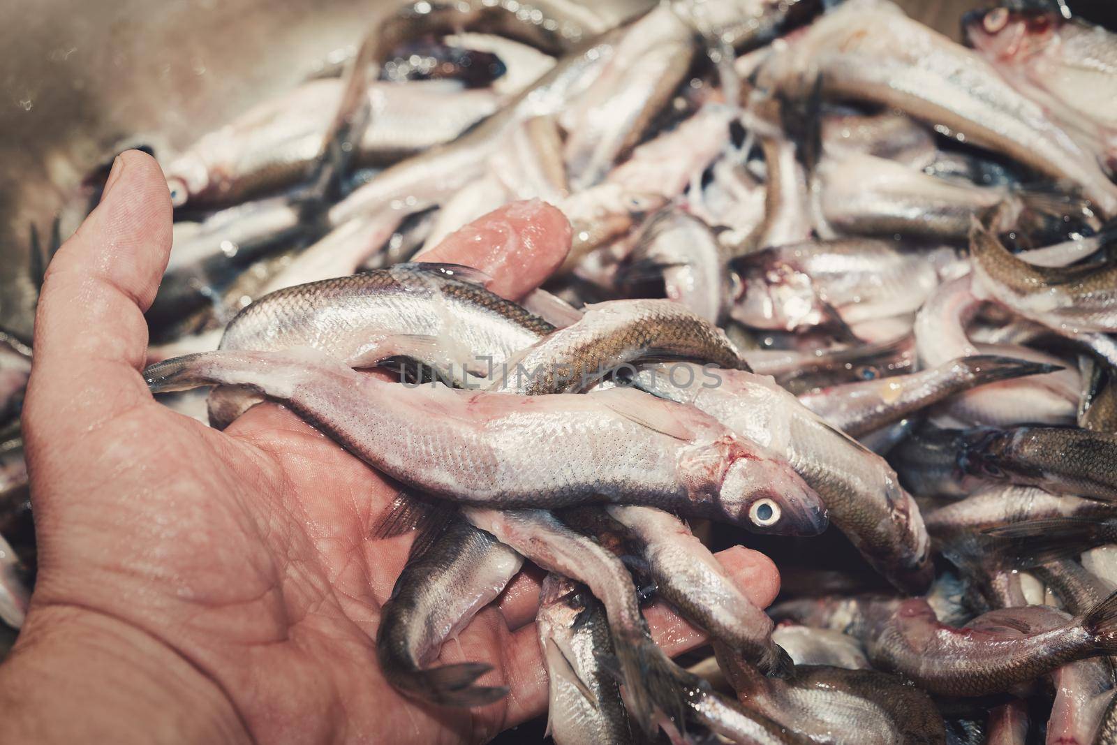 Hand sorts the catch of fresh raw smelt fish caught in the sea. Close up