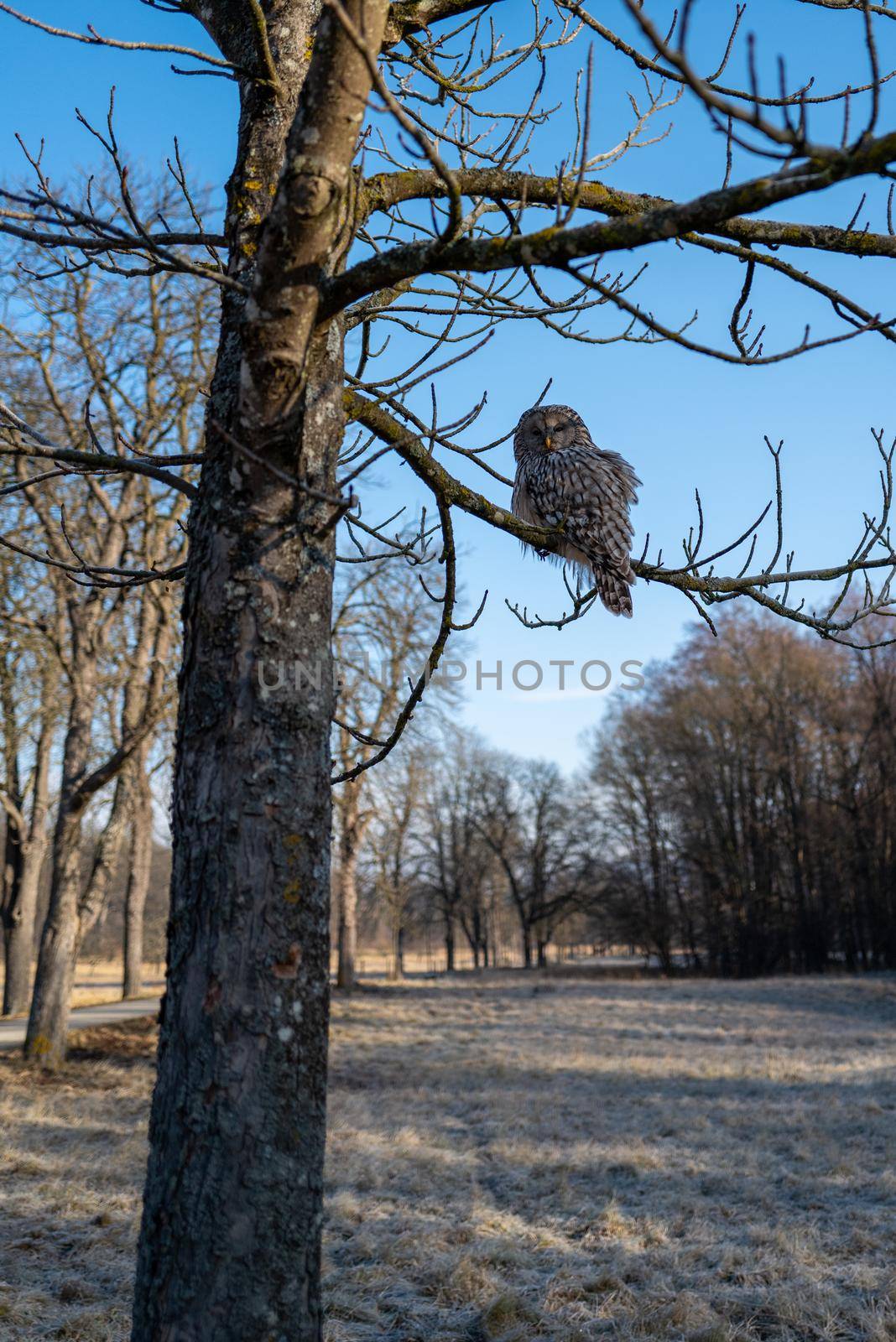 A wild owl sits in a tree near a hiking trail and observes the surroundings.