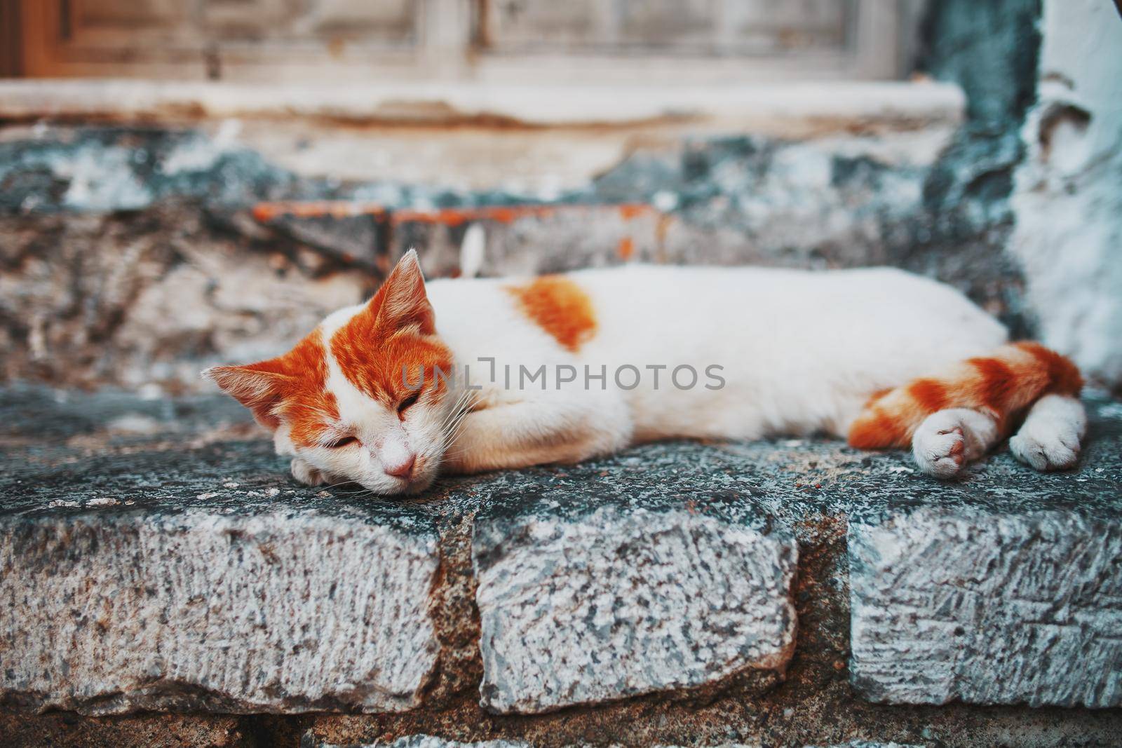 A white cat with orange spots sleeps on the stone threshold of an old house. Pets