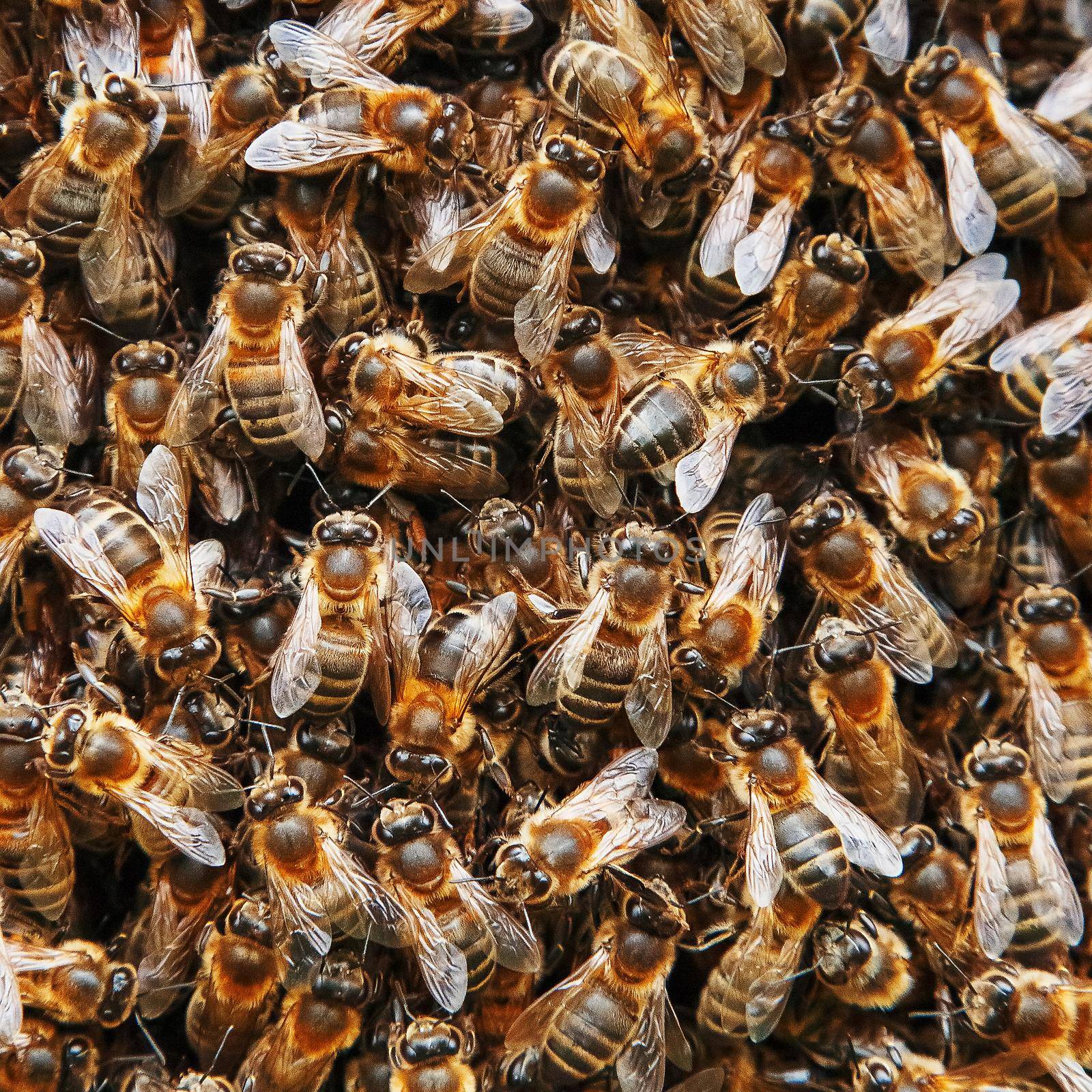A swarm of bees on the hive. Many bees in the form of texture close-up. Macro by AlexGrec