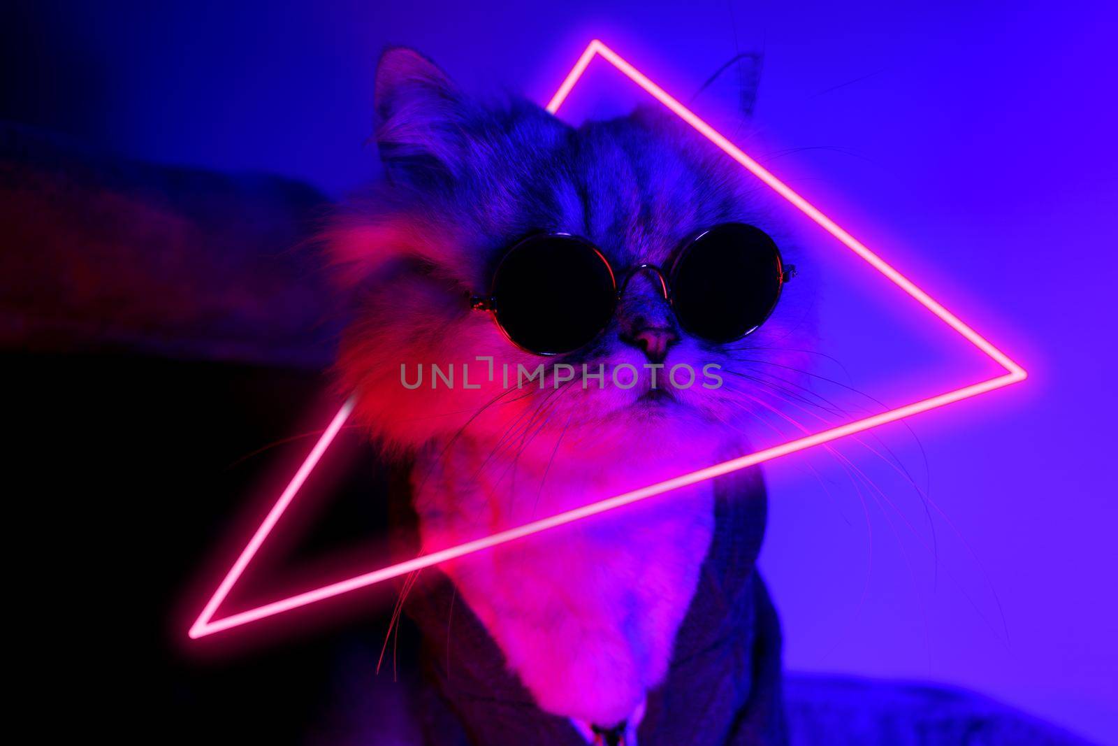 Portrait of funny party cat in clothes and sunglasses with neon light by DariaKulkova
