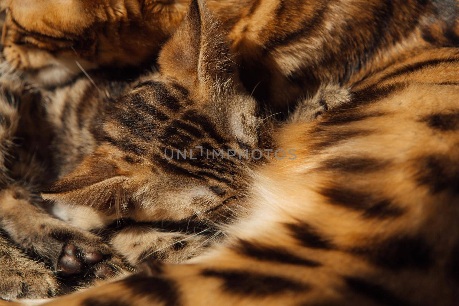 Bengal cat feeds her little kittens with breast by Smile19