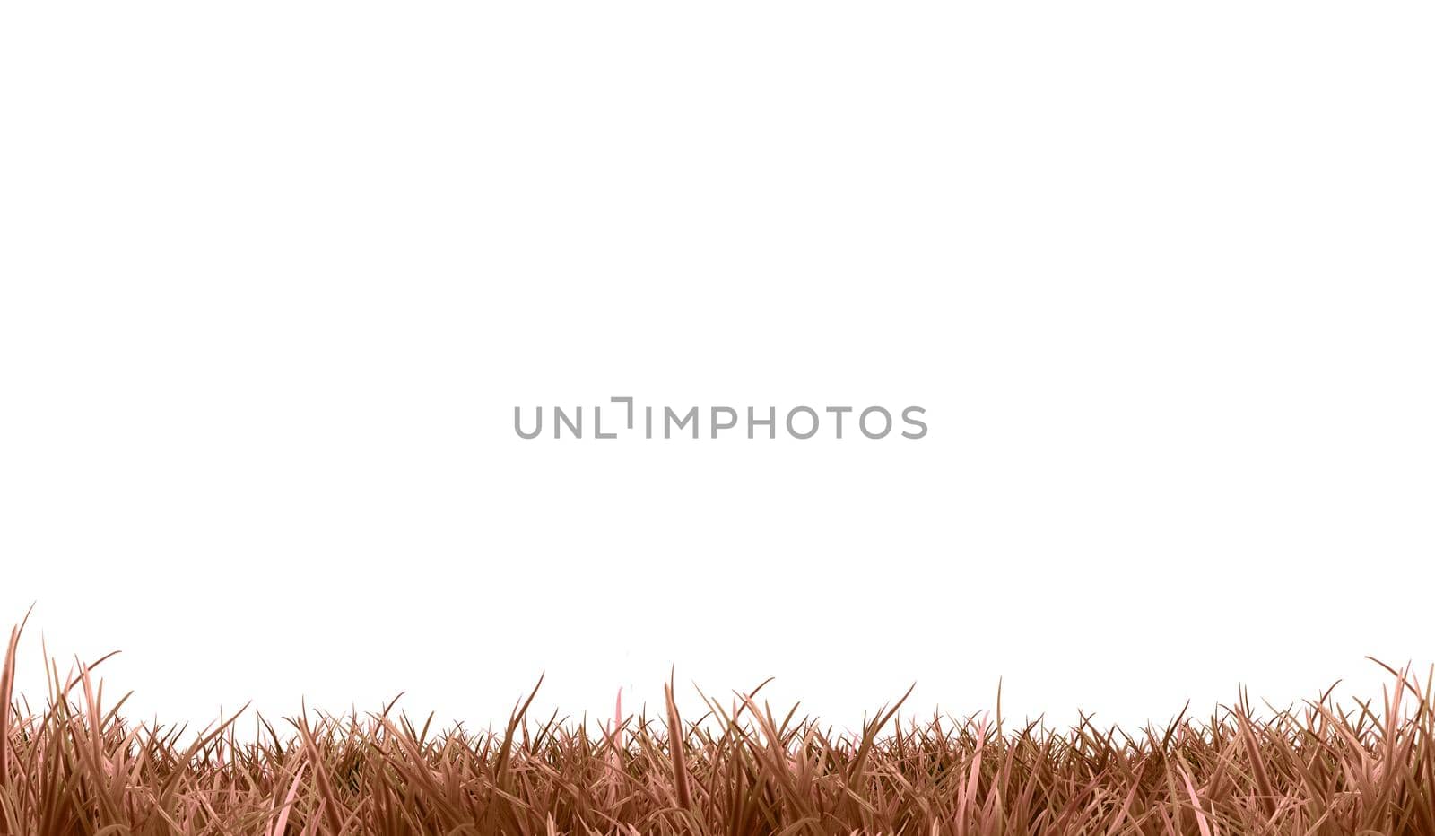 Withered brown grass (landscape ) | white background