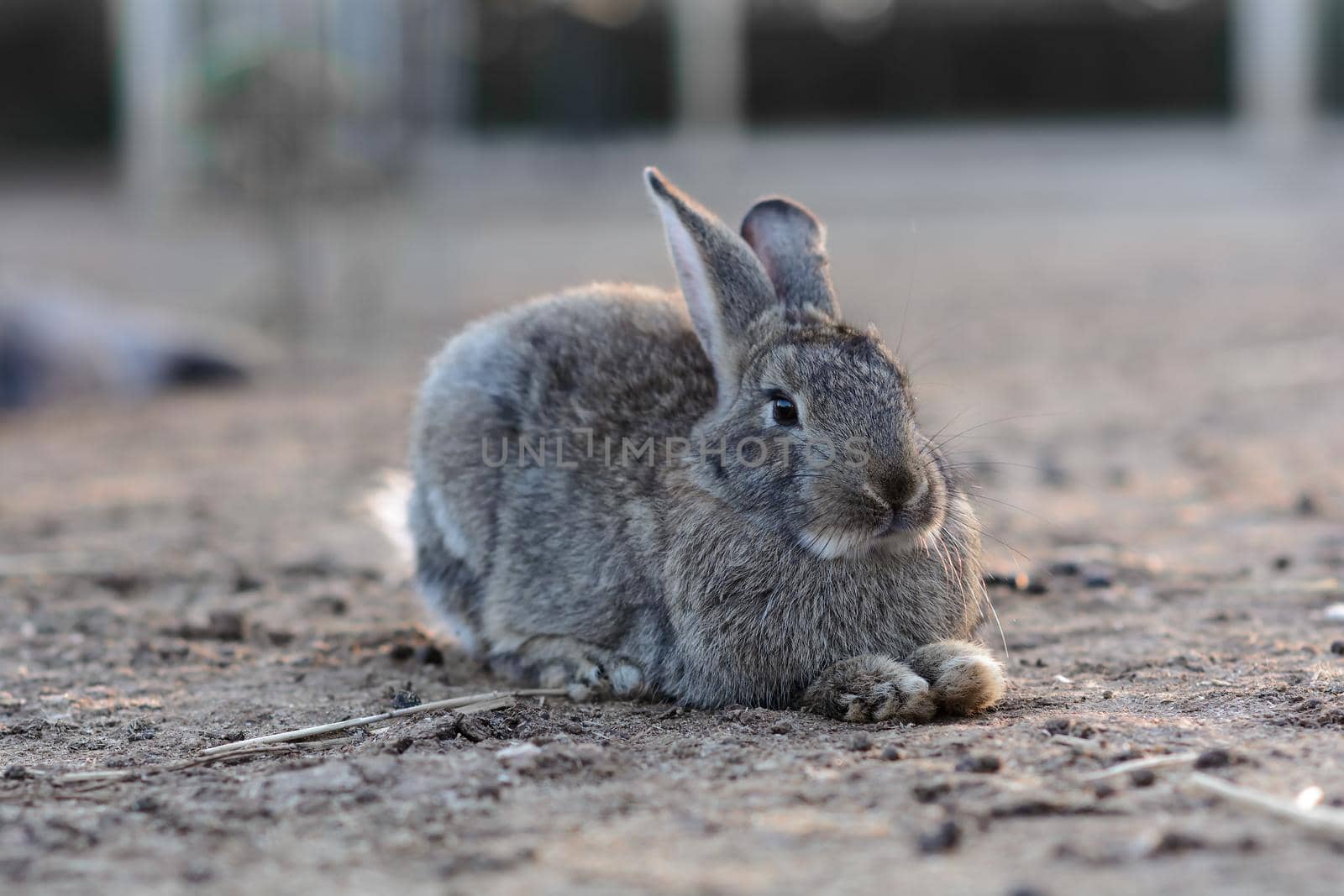 Gray bunny rabbit lying in field