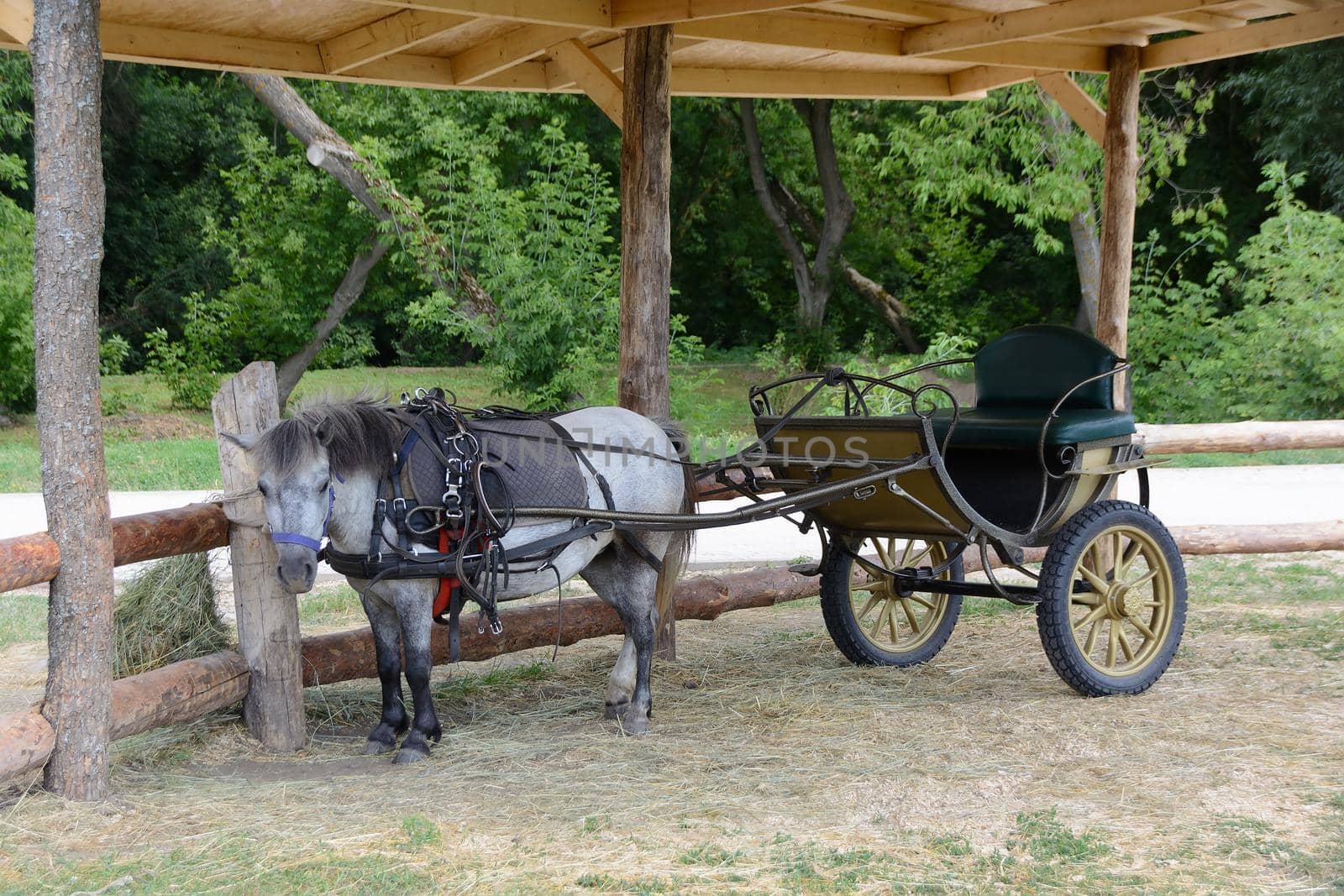 Small two-whee Carriage Pulled By Pony is waiting for the rider