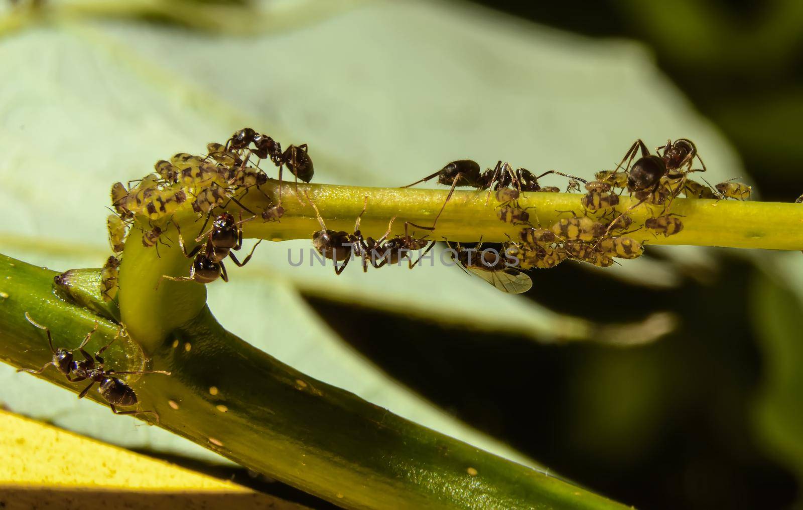 Ants taking care f colonies of aphids on stem. Extreme close up