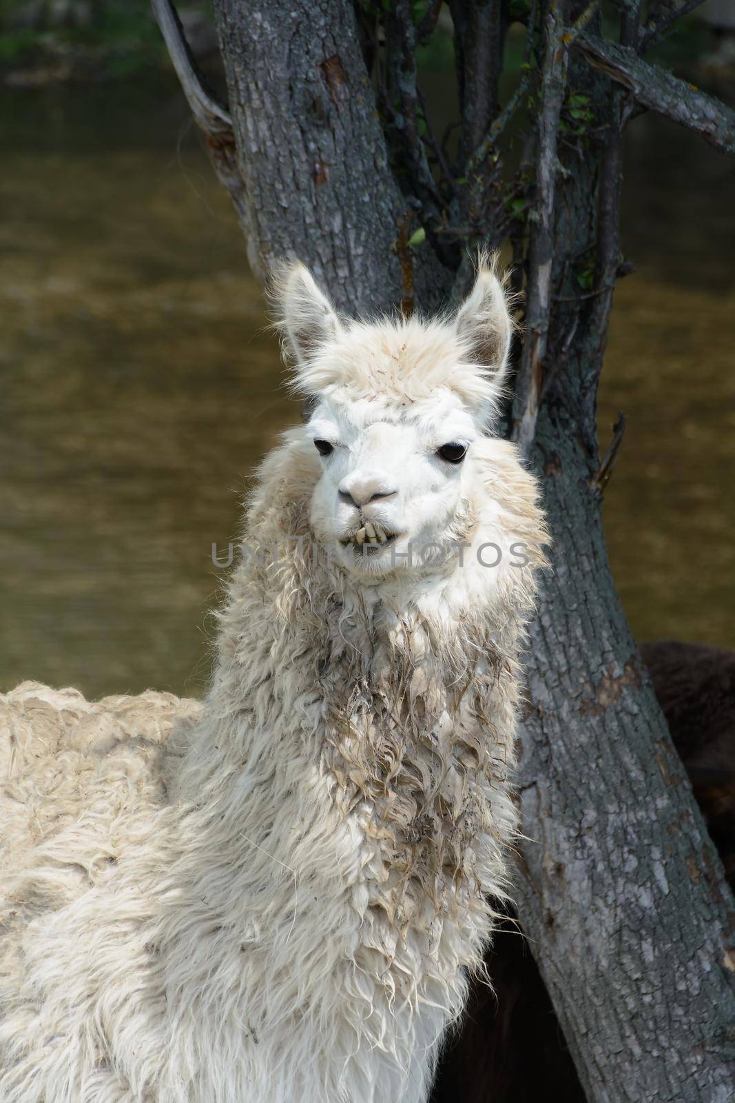 Portrait of llama Lama glama in natural conditions looking at camera