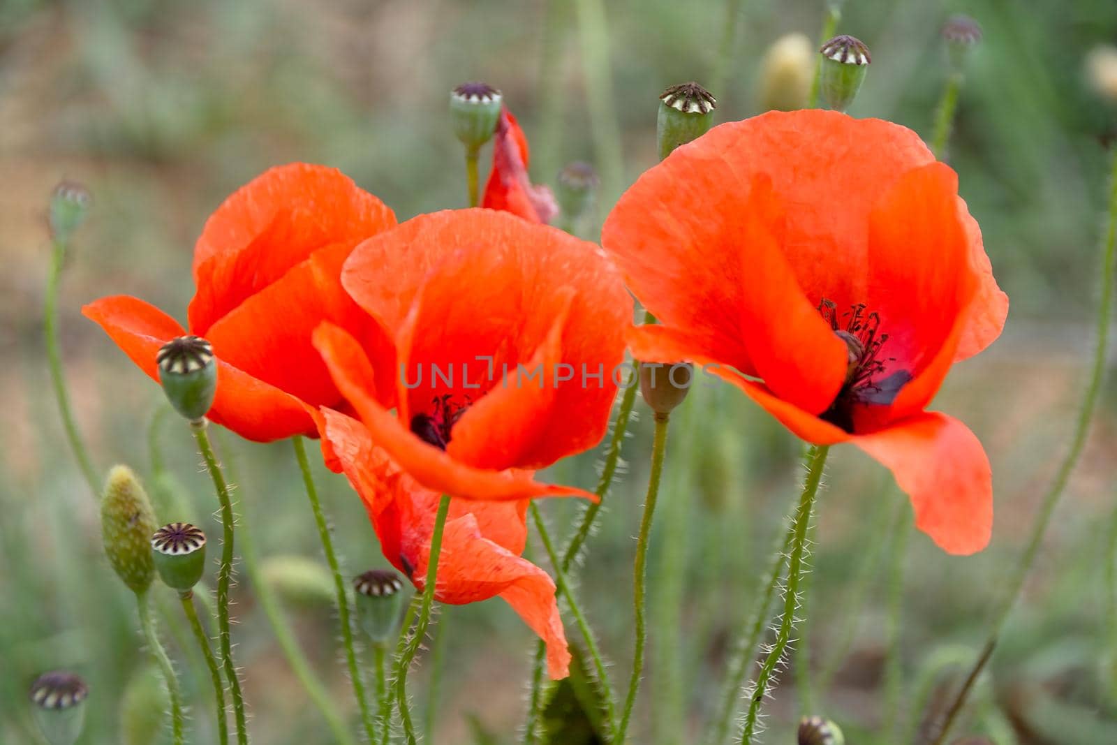 Red poppy flowers in a field. Close-Up. Selective focus