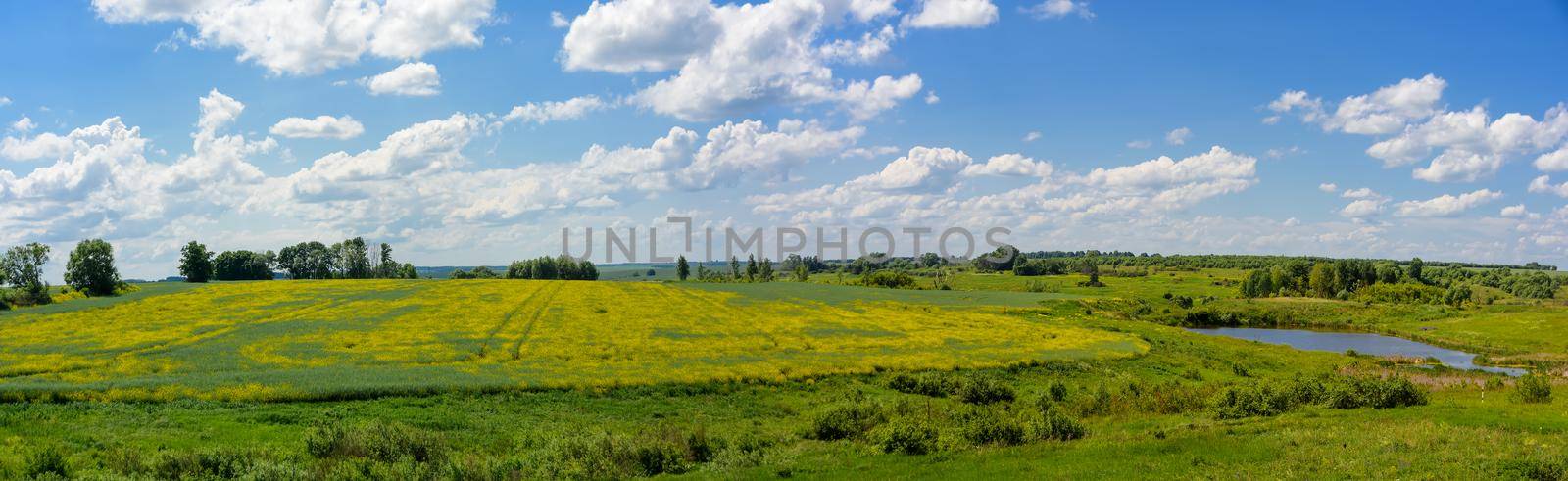Panorama of grassland with yellow flowers, field and meadow, lake and green trees. Blue sky with white clouds