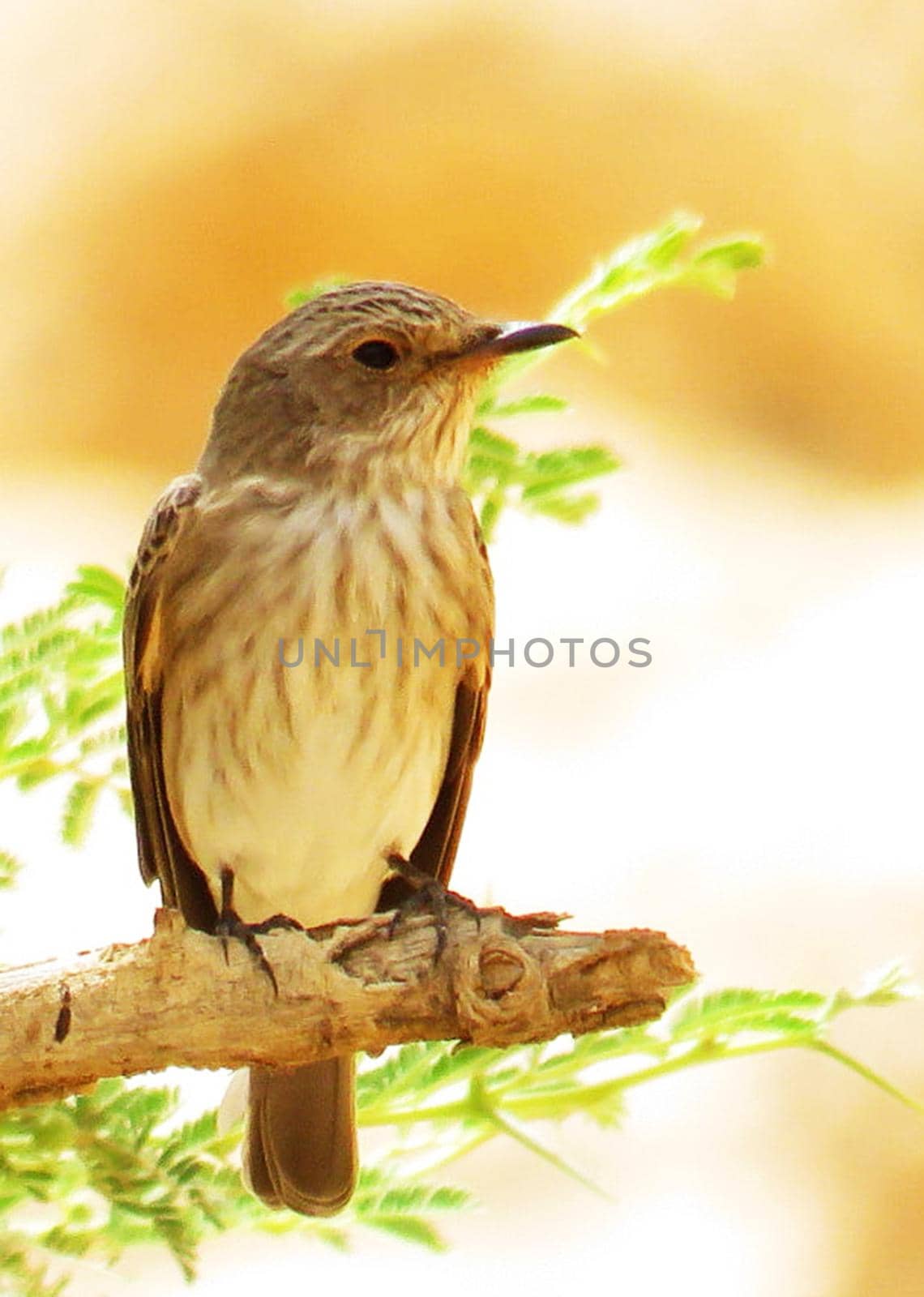 Saudi Arabia wildlife  Pictures