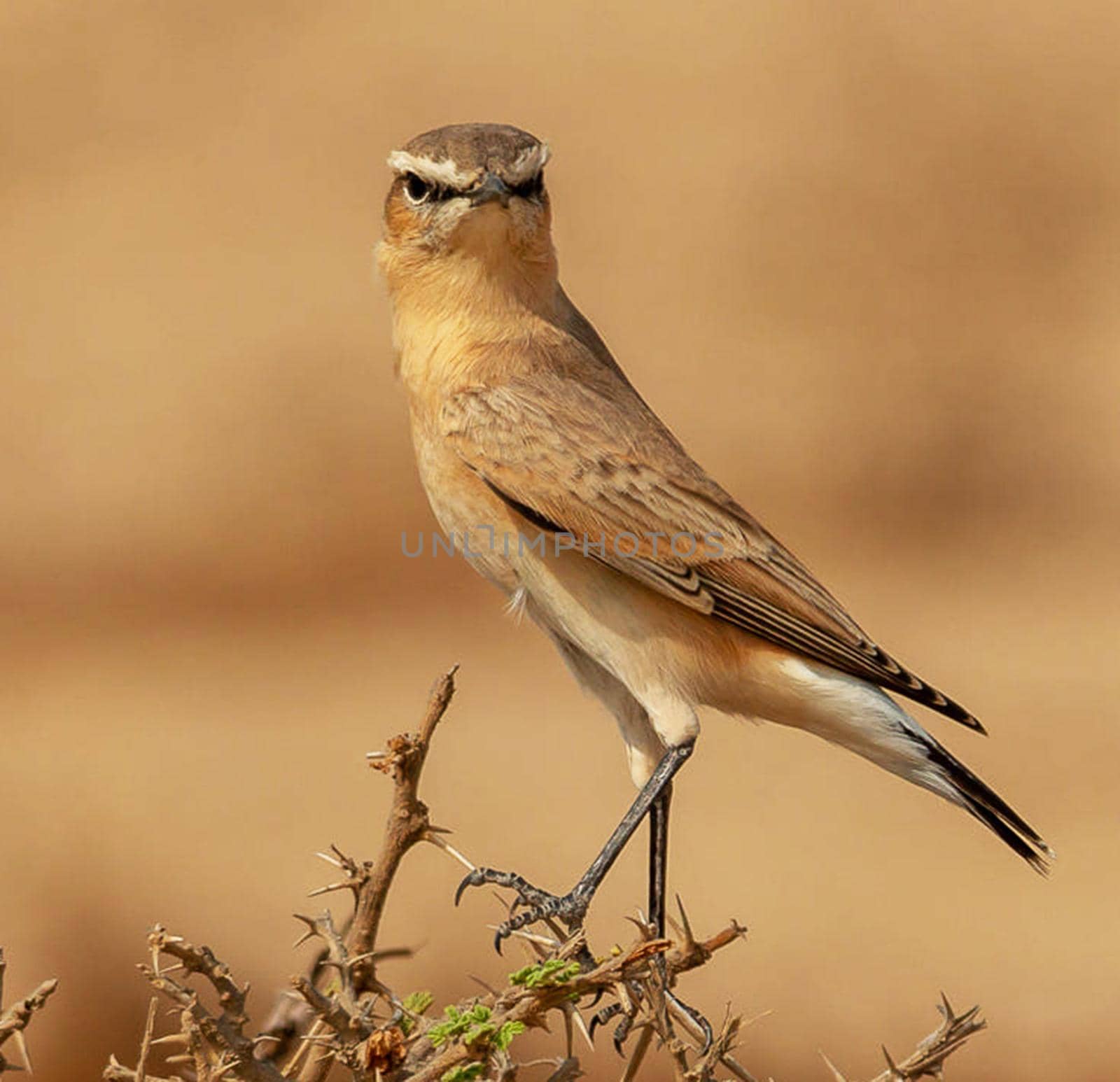 Saudi Arabia wildlife  Pictures