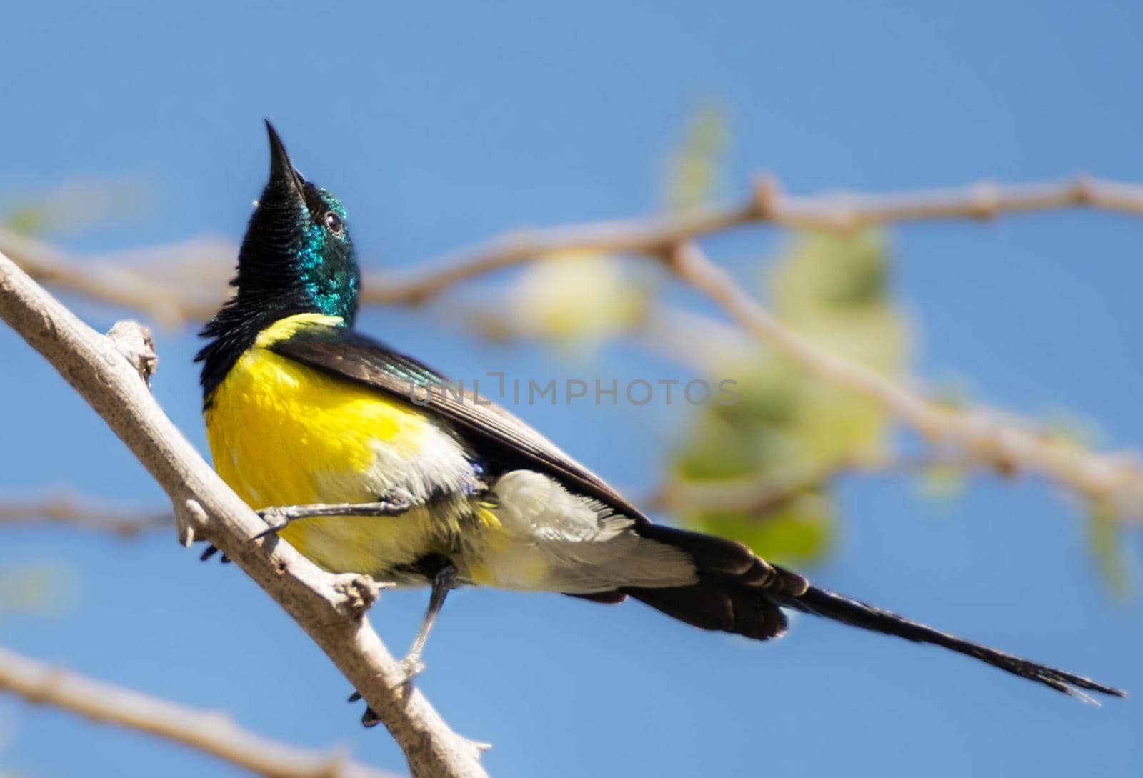 Saudi Arabia wildlife  Pictures