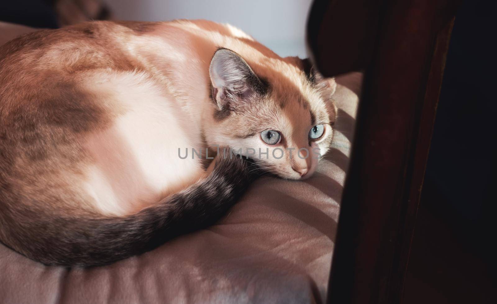 cat lies in the shade of a chair waiting for the owner , Pets