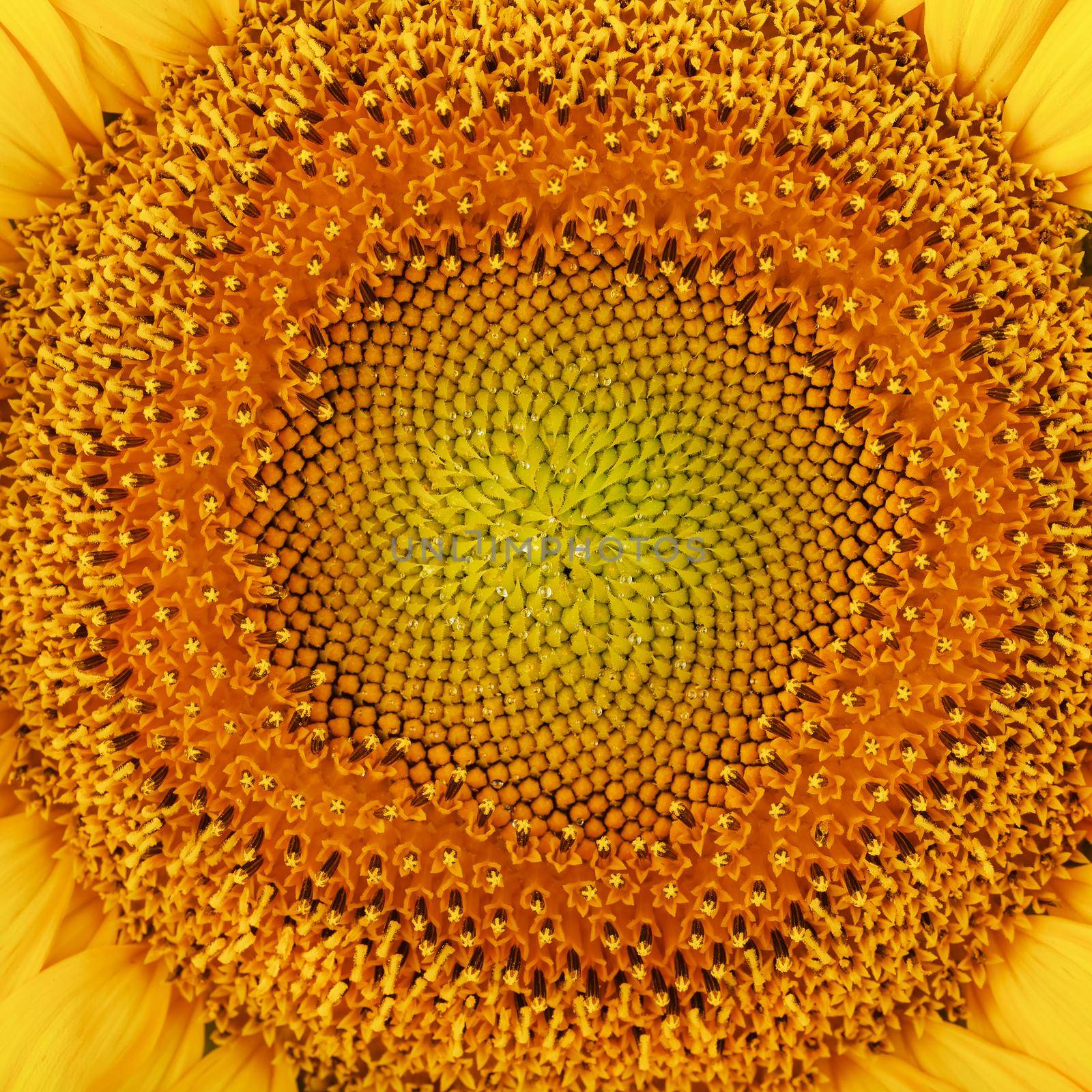 Sunflower blooms natural background close-up. Yellow texture by AlexGrec