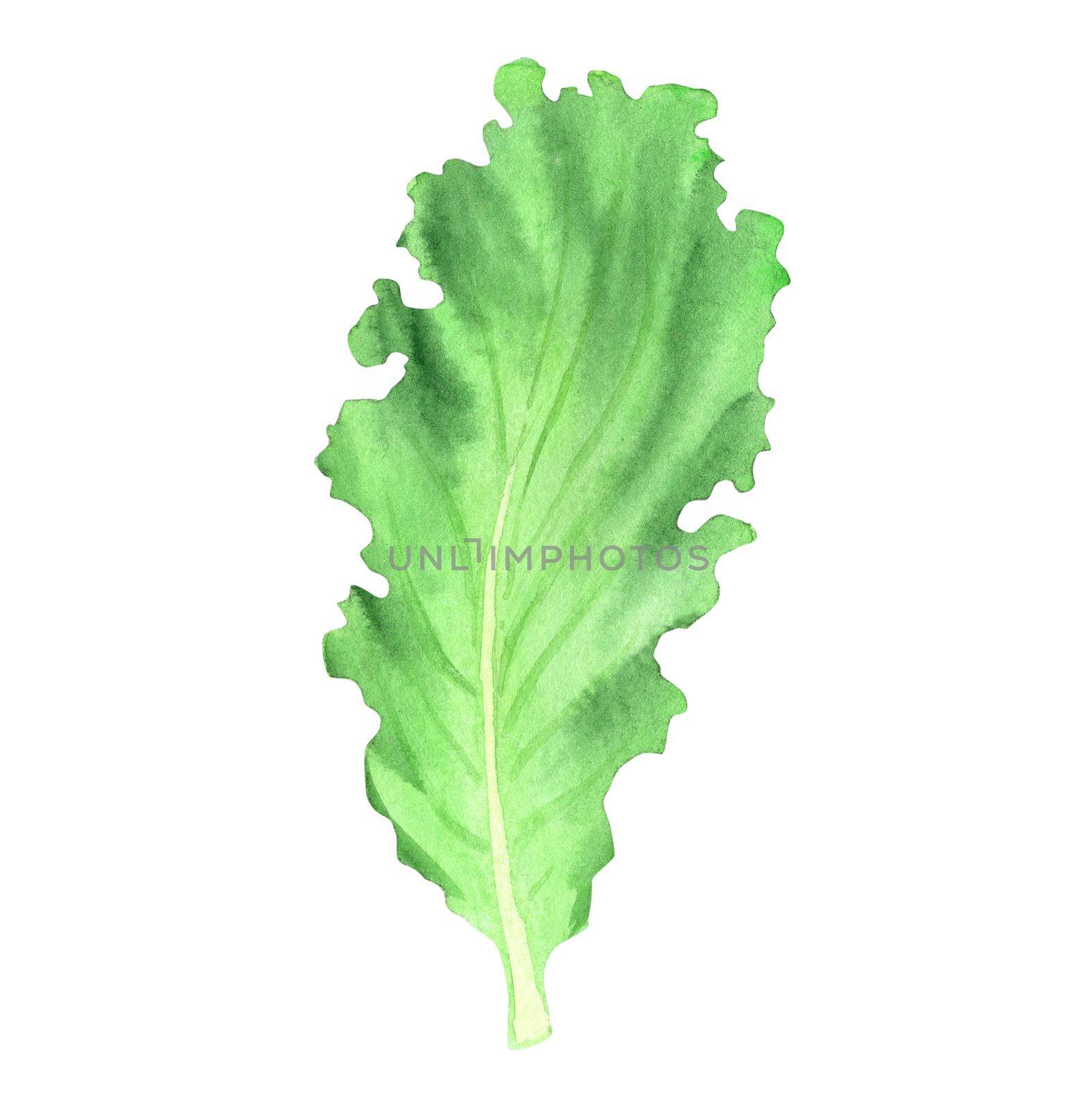 Watercolor green fresh lettuce leaf isolated on white . Hand drawn salad illustration