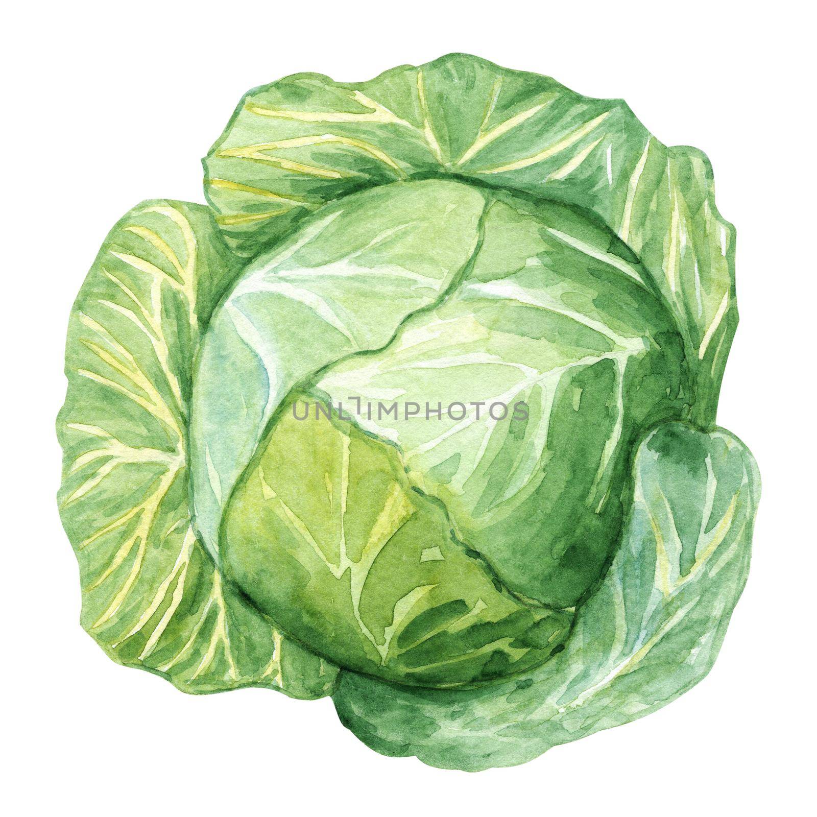Watercolor green cabbage isolated on white background. Vegetable hand drawn illustration
