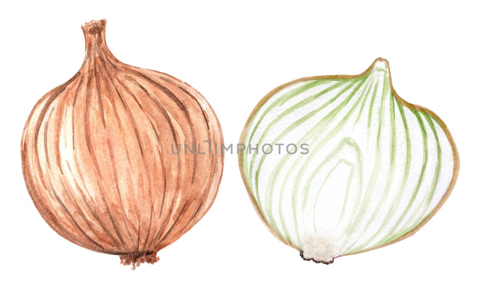 Watercolor whole and cut onion set isolated on white background. Vegetables hand drawn illustration