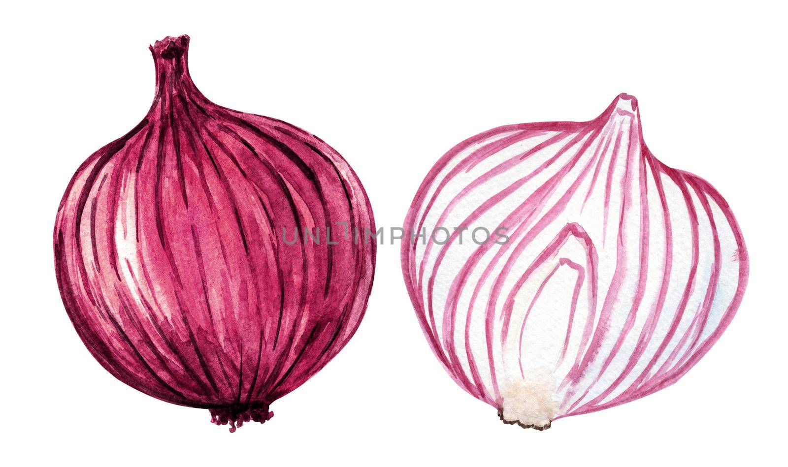 Watercolor red onion set isolated on white background by dreamloud