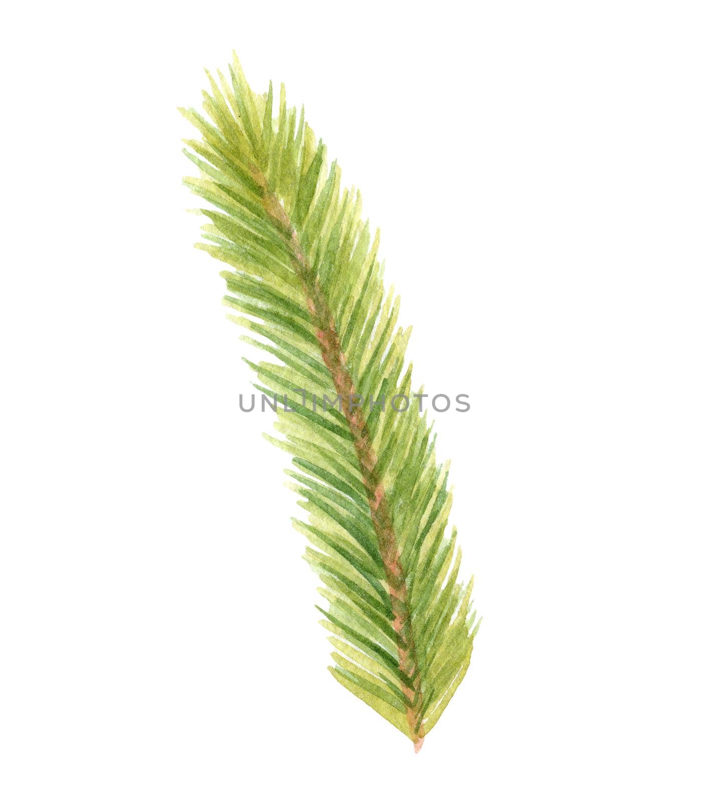 Watercolor green fir branch isolated on white background