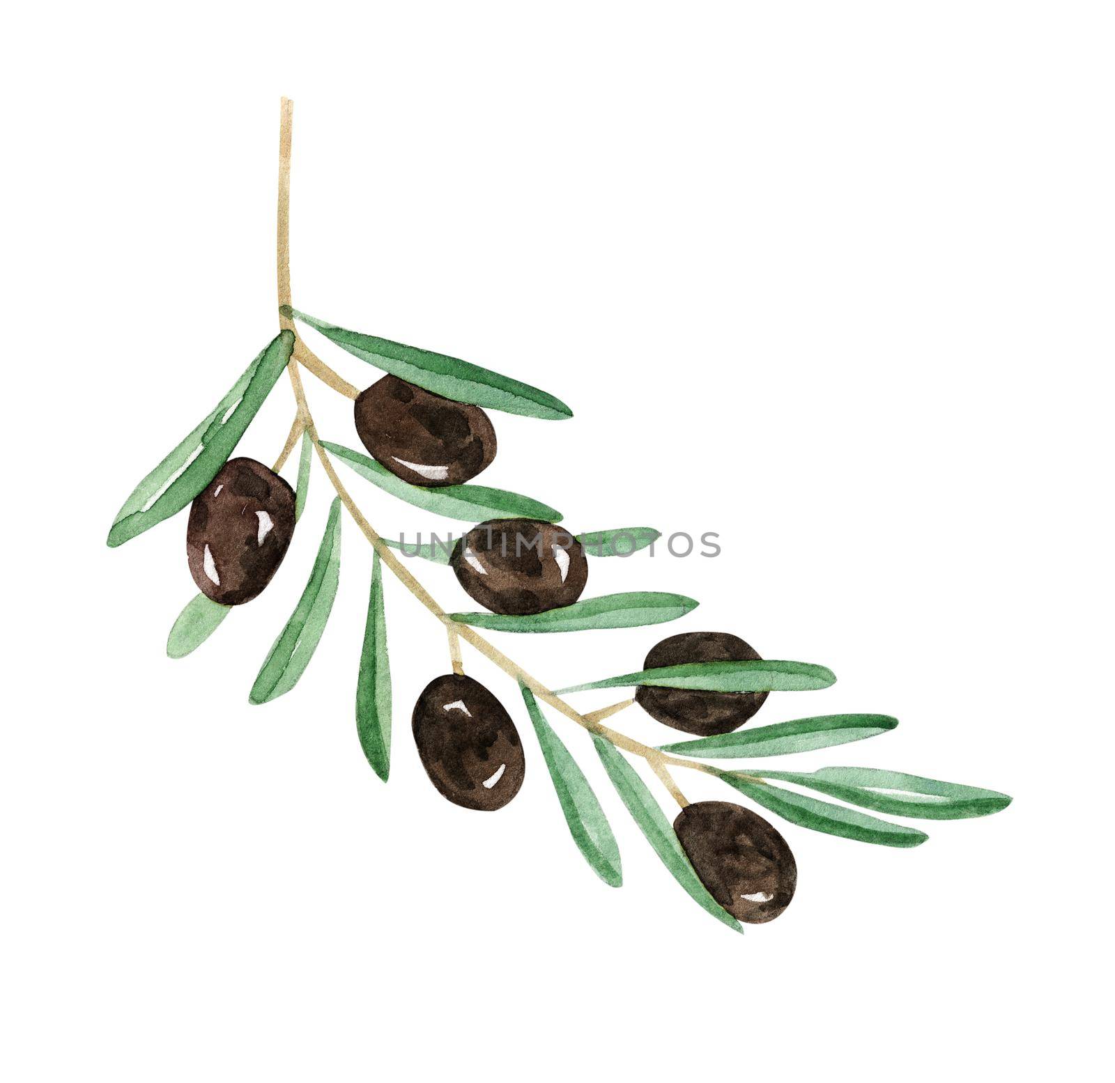 Watercolor black olive branch isolated on white background by dreamloud