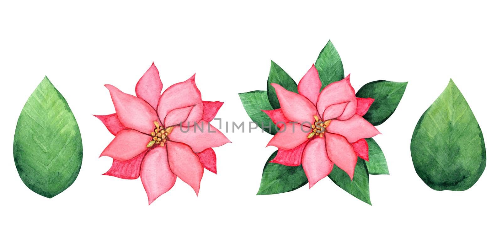 Watercolor poinsettia set isolated on white background. Christmas leaves and flowers hand drawn illustration