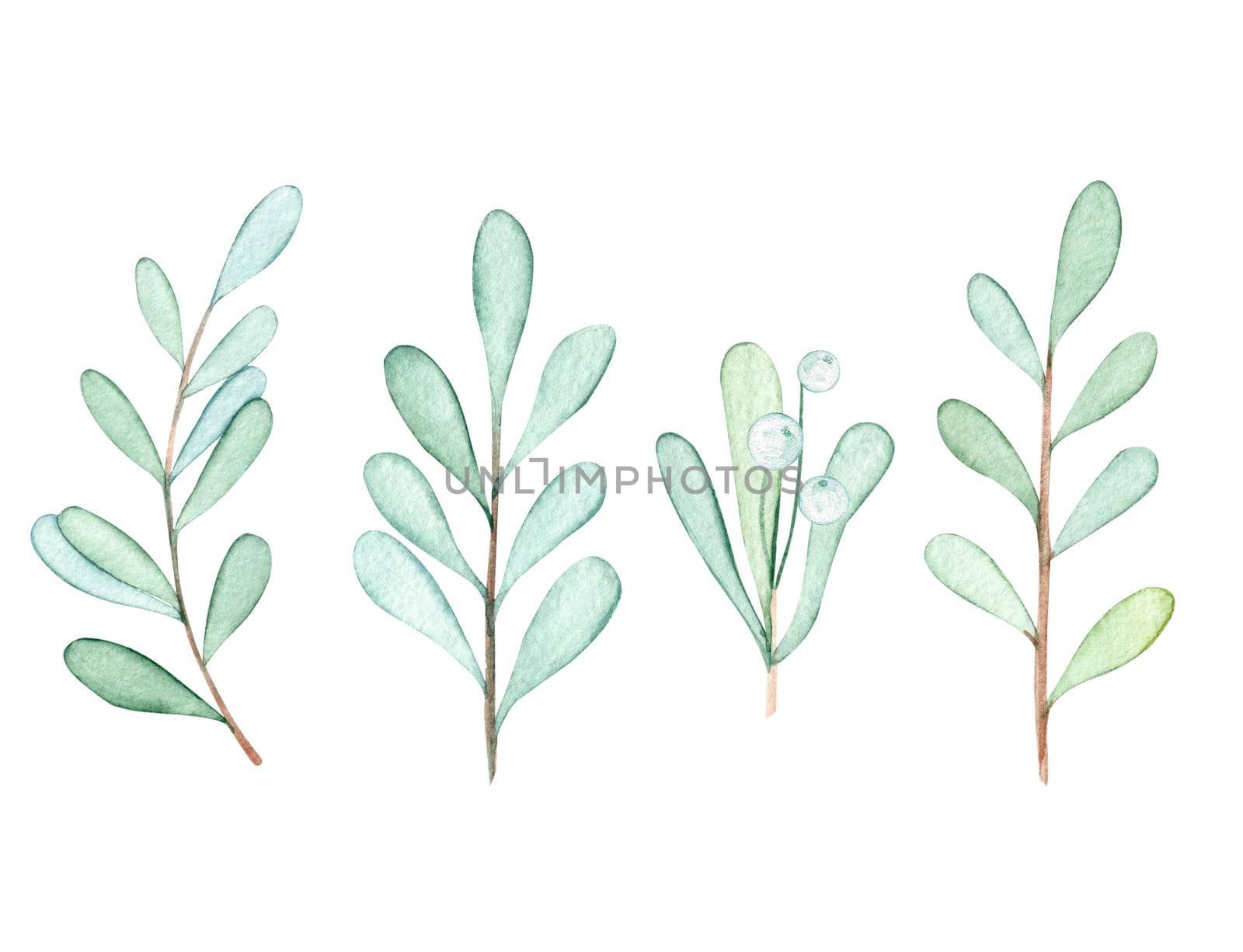 Watercolor mistletoe branches set isolated on white background. Winter greenery and white berries collection hand drawn illustrations
