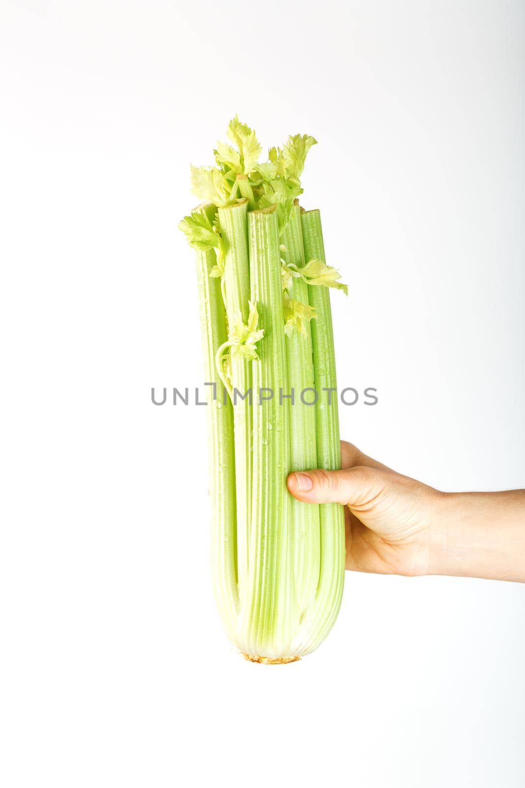 Fresh celery at arm's length. on a white background. Free space. The concept of healthy vegetarian food.