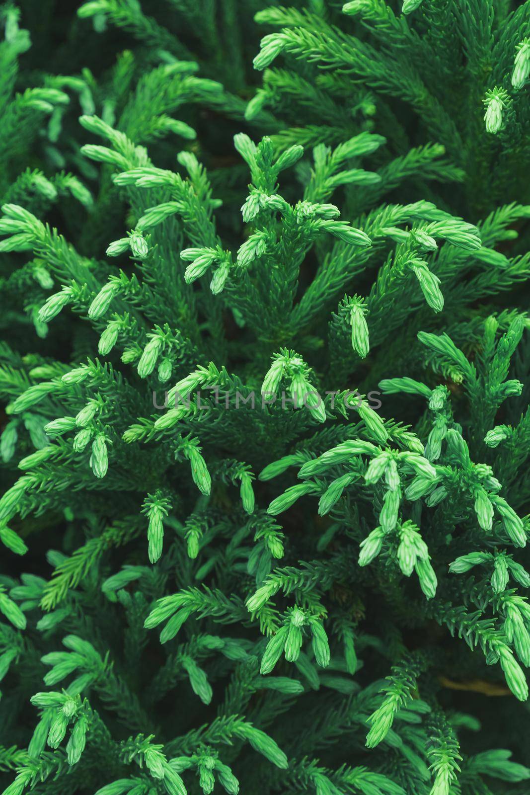 Green branches of a young thuja tree close-up in full screen. by AlexGrec