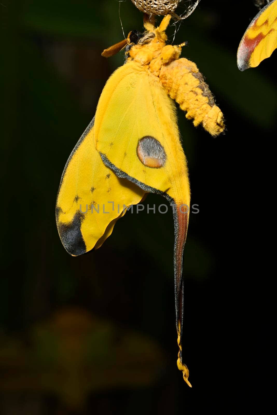 Comet or  moon moth, Argema mittrei, butterfly native to the forests of Madagascar. by AlessandroZocc
