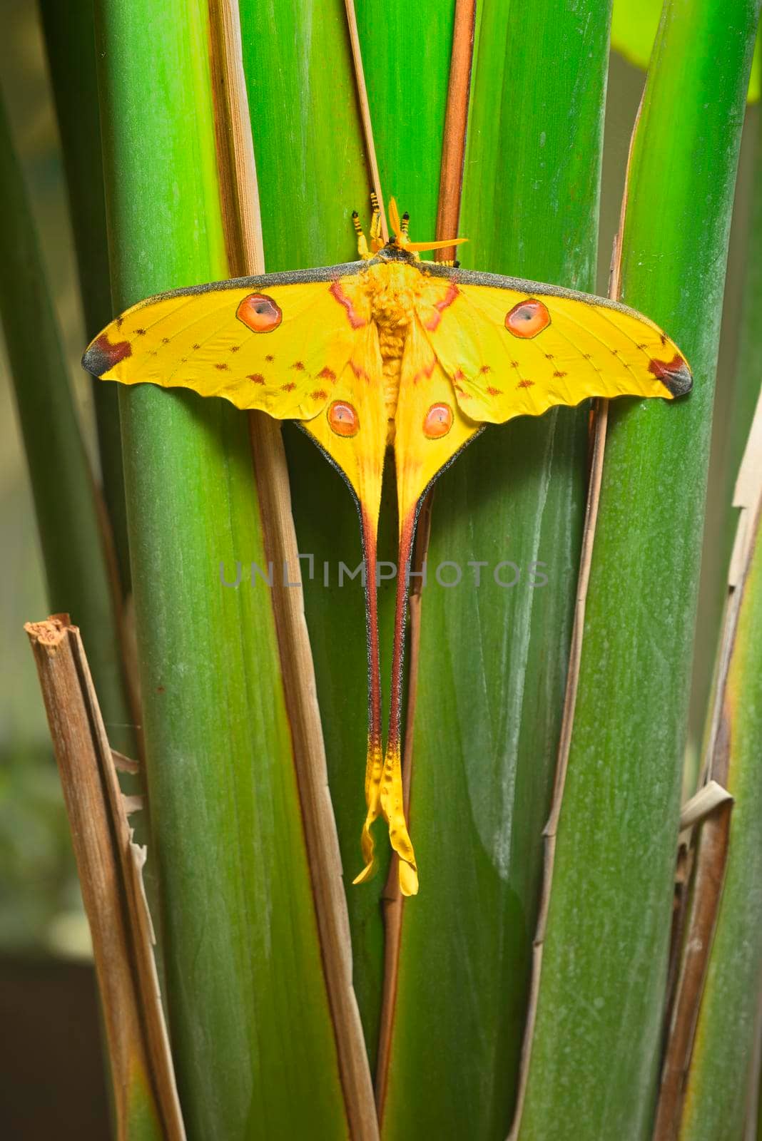Comet or  moon moth, Argema mittrei, butterfly native to the rain forests of Madagascar.