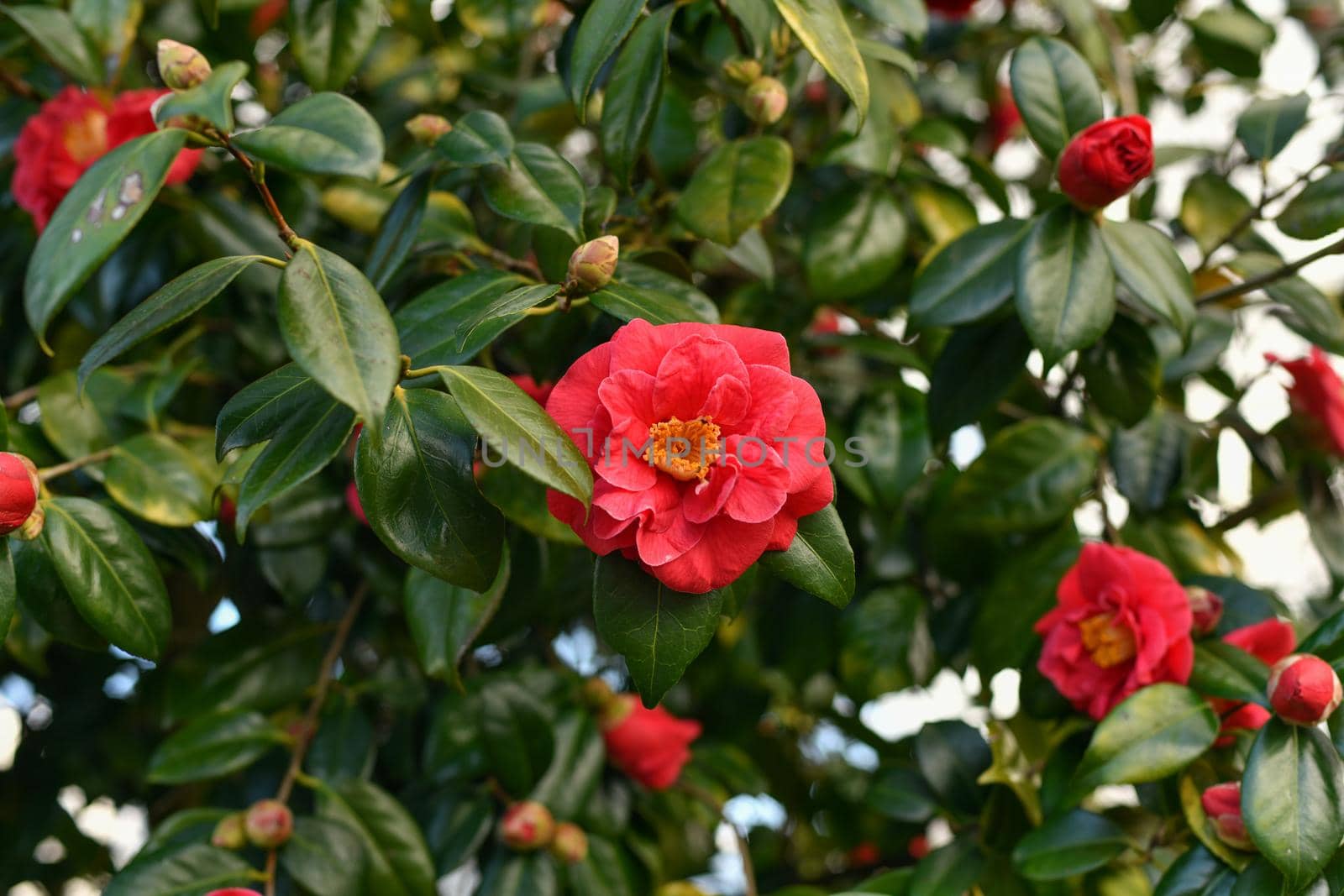 Pink blooming camellia flowers and buds in France by Godi