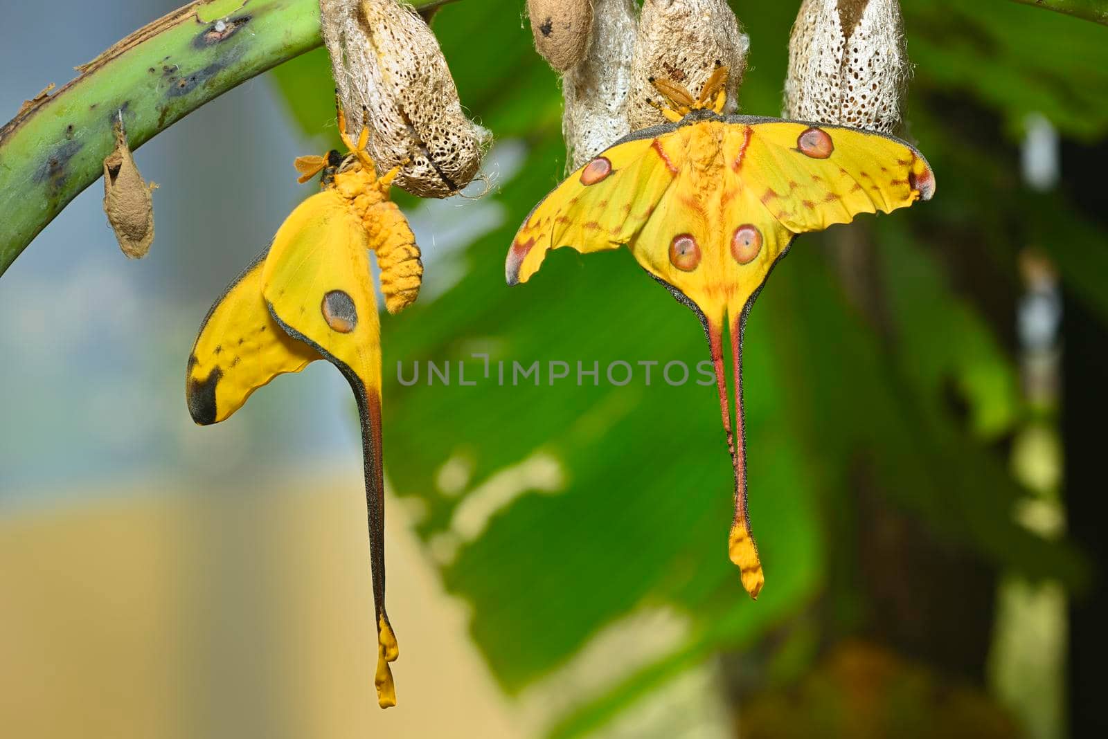 Comet or  moon moth, Argema mittrei, butterfly native to the forests of Madagascar. by AlessandroZocc