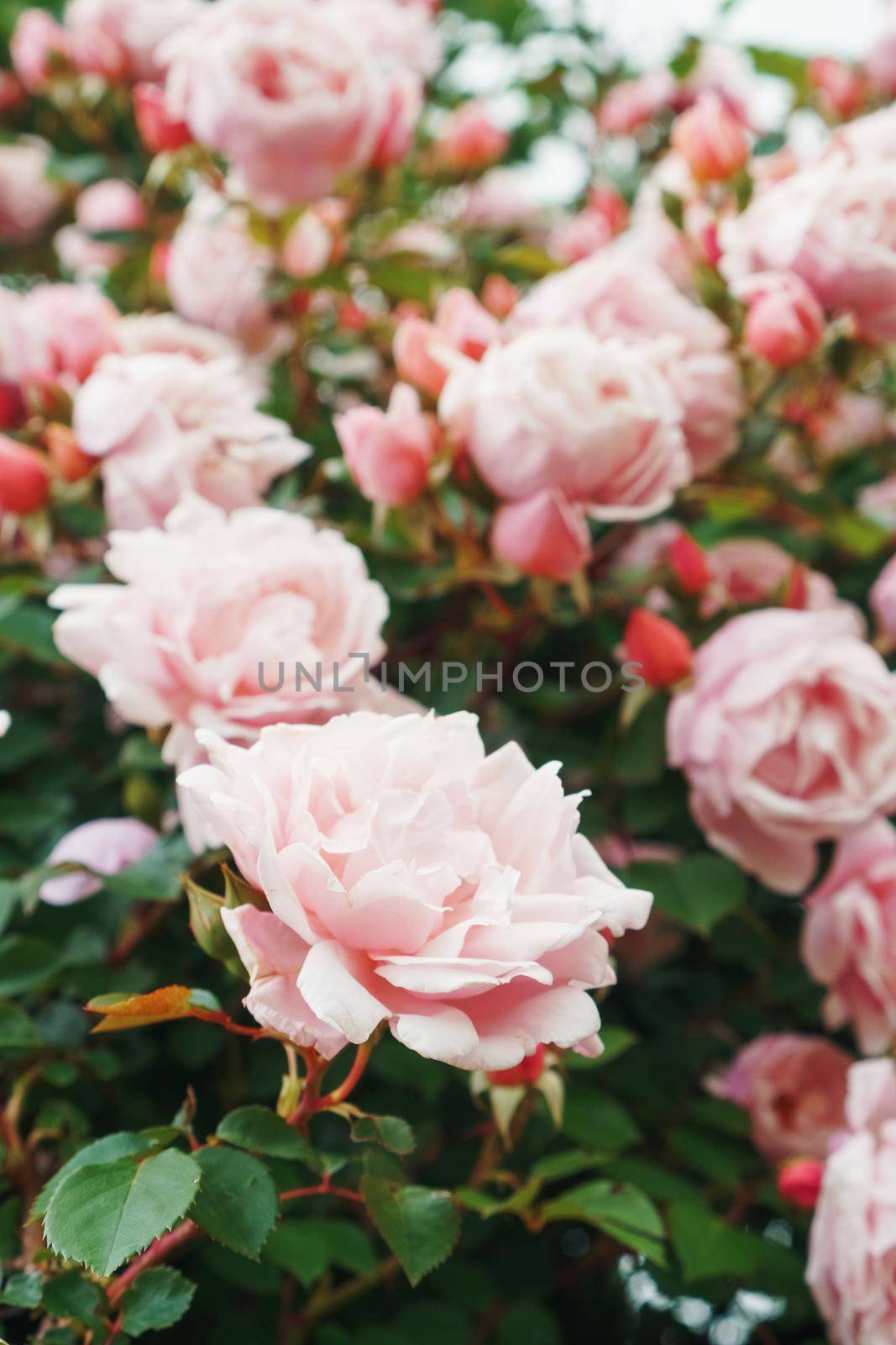 A bush with many small pink roses close-up in the garden. Pink rose bushes blooming on the road. Selective Focus