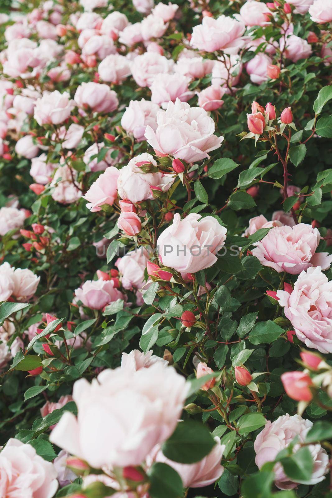 Soft pink roses bloom in bouquets in the garden, as a background. Flowers
