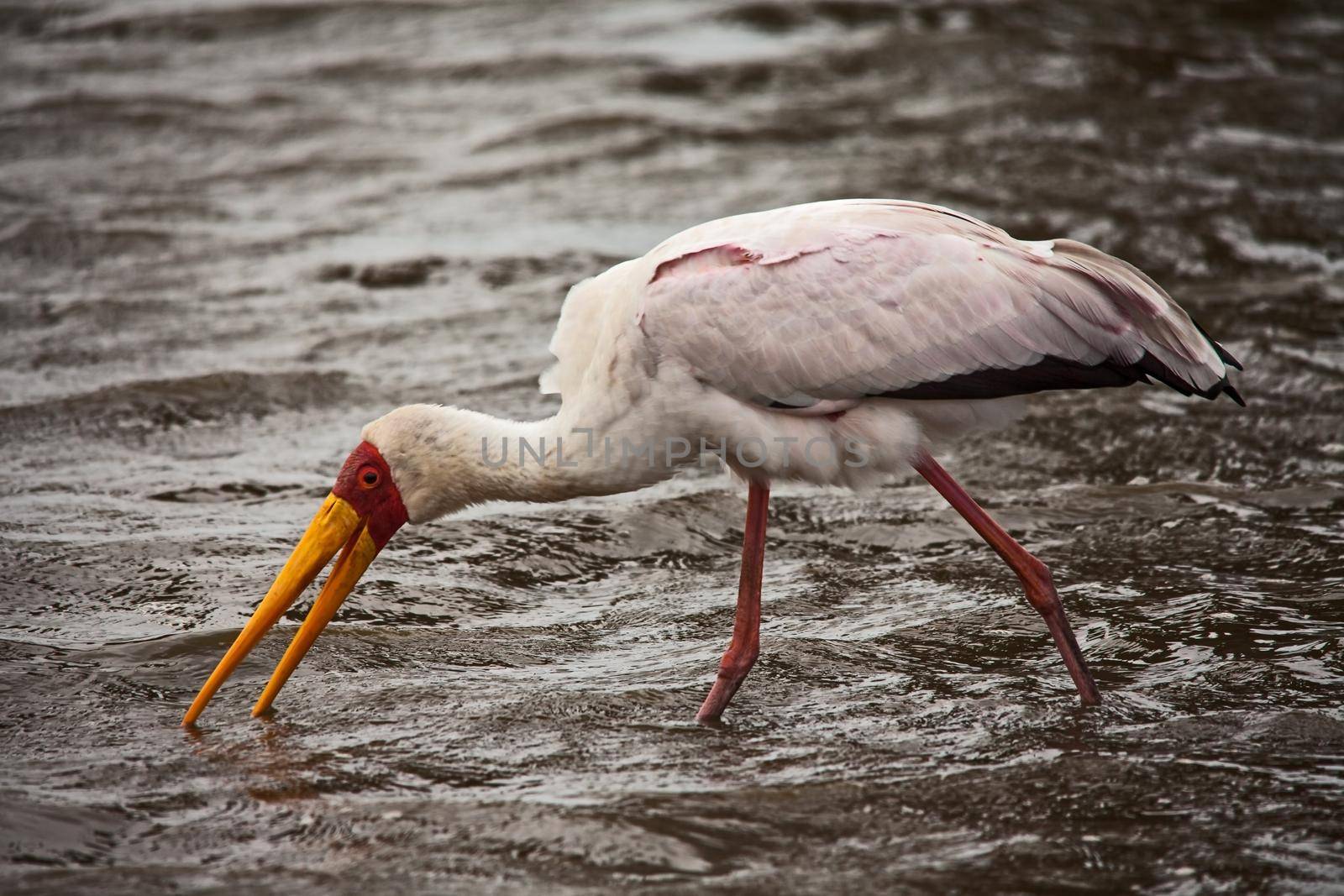 The Yellow-billed Stork (Mycteria ibis) is more tied to wetland habitats than most other storks and hunt almost exclusively in shallow water