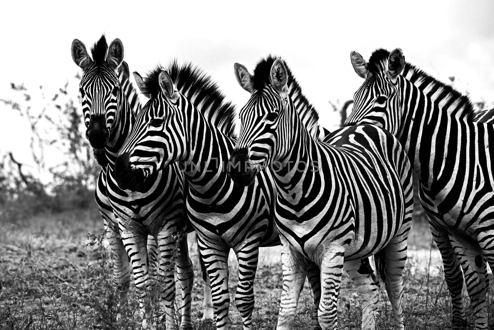 Monochrome image of a group of Zebra Stallions in Kruger National Park. South Africa