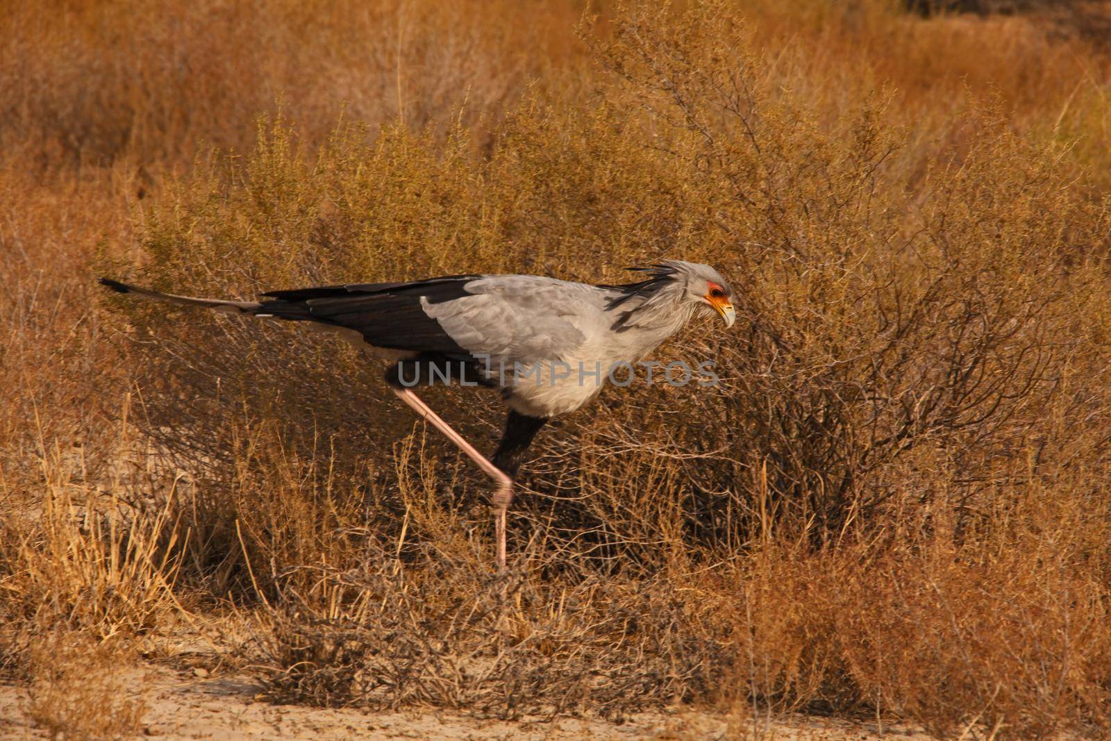 A lone Secretary bird (Sagittarius serpentarius) on patrol in the Kgalagadi Transfrontier Park