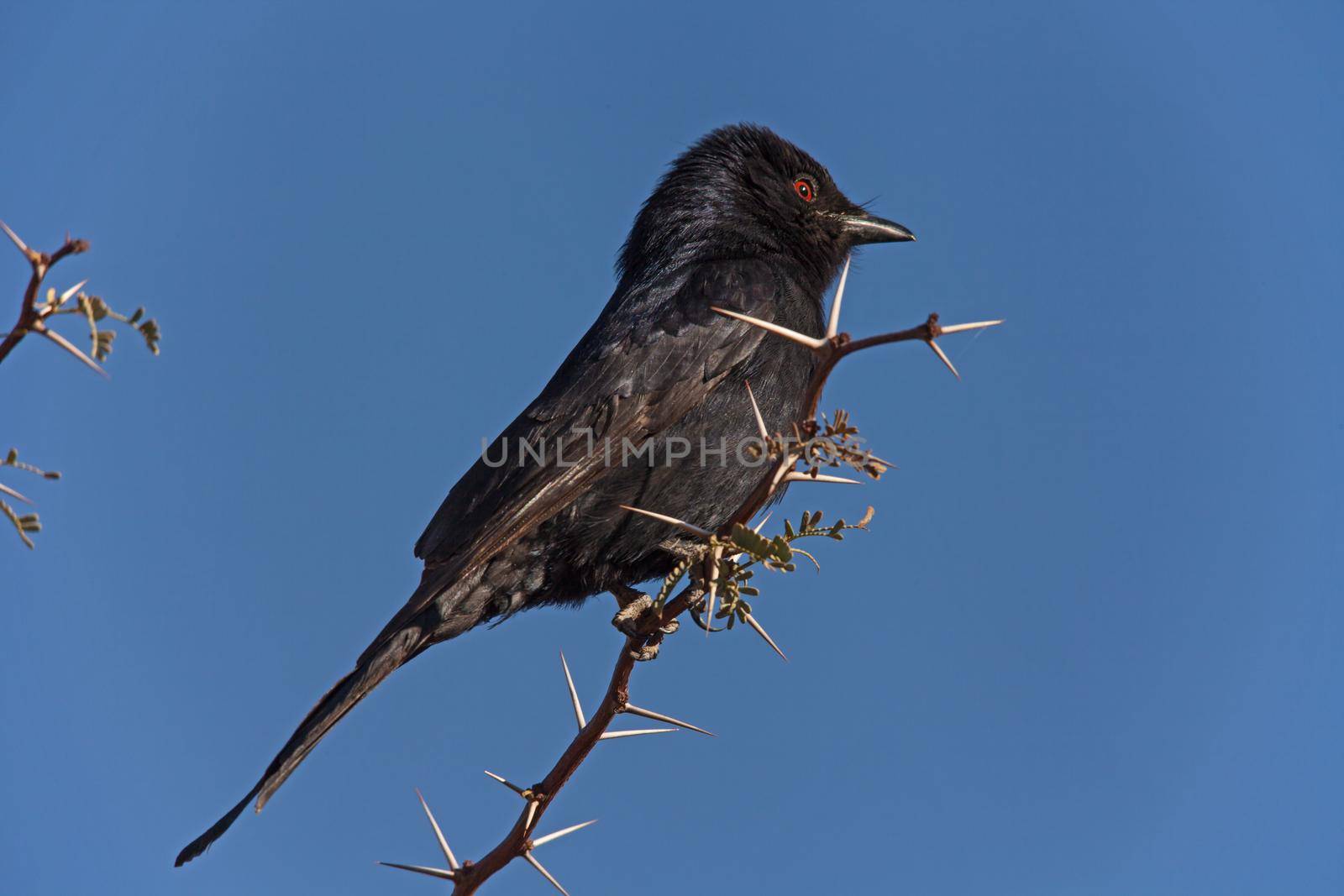 The drongo will often be found following the large herbivores to hunt the insects flushed from the grass