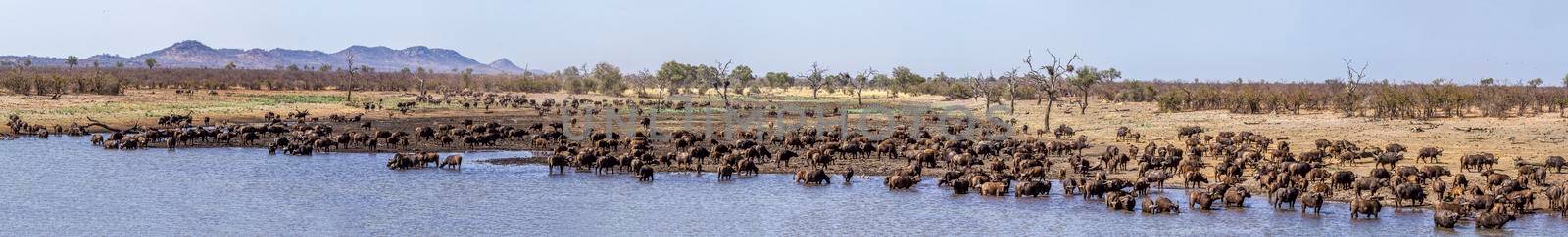 African buffalo in Kruger National park, South Africa ; Specie Syncerus caffer family of Bovidae