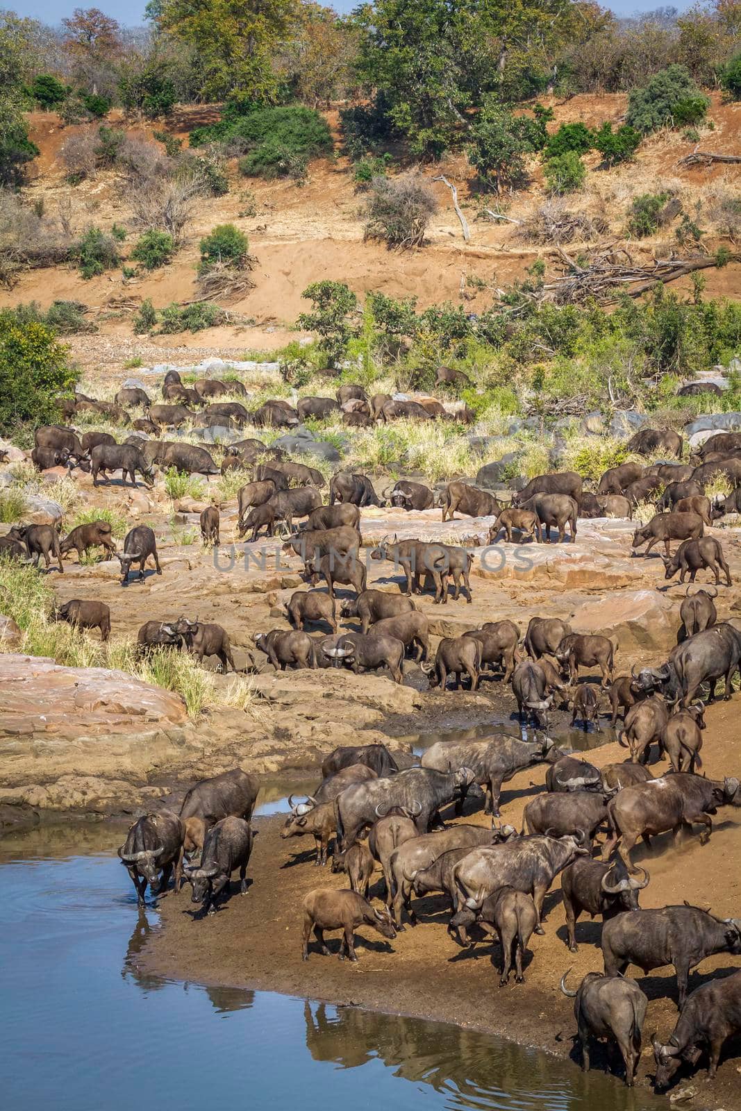 African buffalo in Kruger National park, South Africa ; Specie Syncerus caffer family of Bovidae