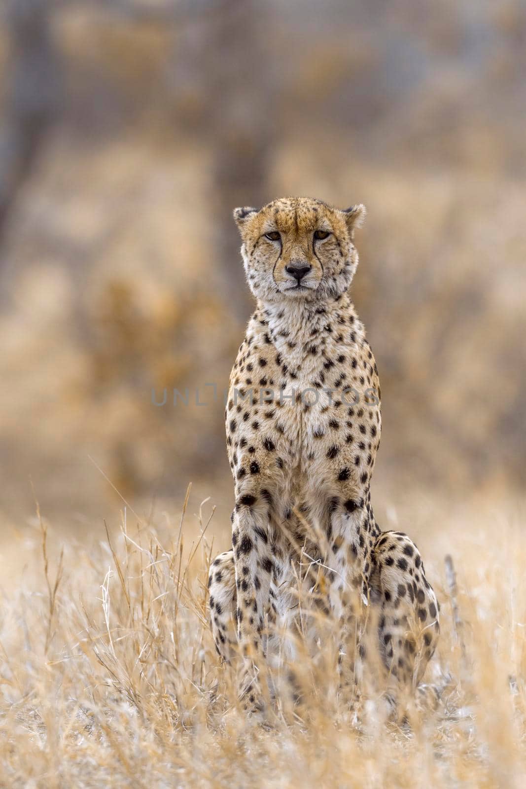 Cheetah in Kruger National park, South Africa by PACOCOMO