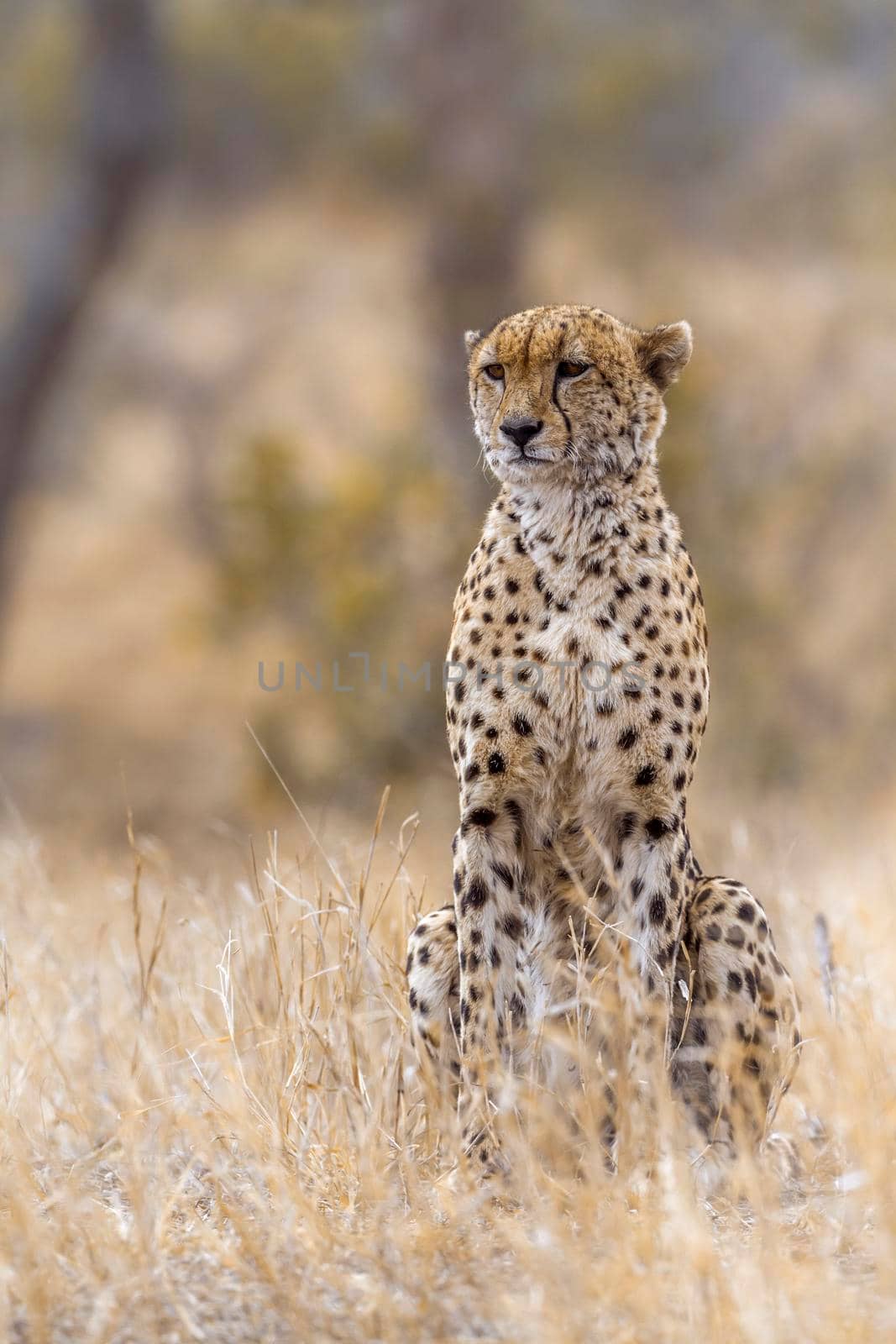 Cheetah in Kruger National park, South Africa ; Specie Acinonyx jubatus family of Felidae