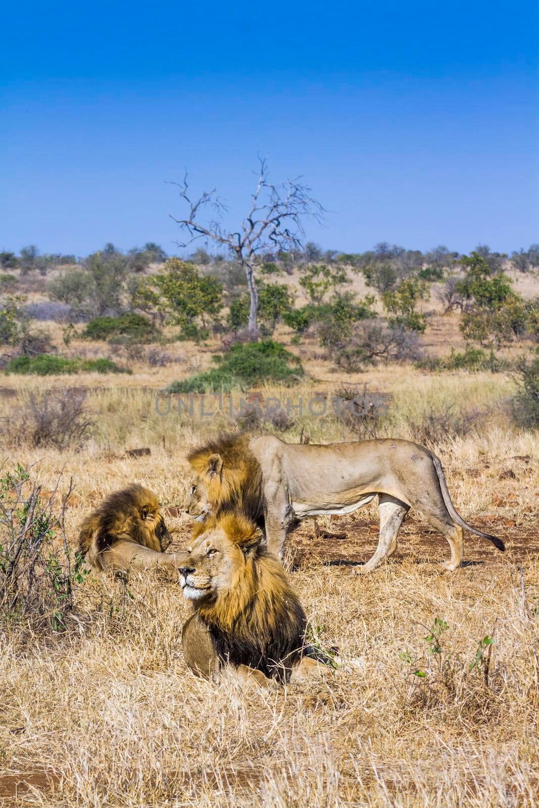 African lion in Kruger National park, South Africa ; Specie Panthera leo family of Felidae