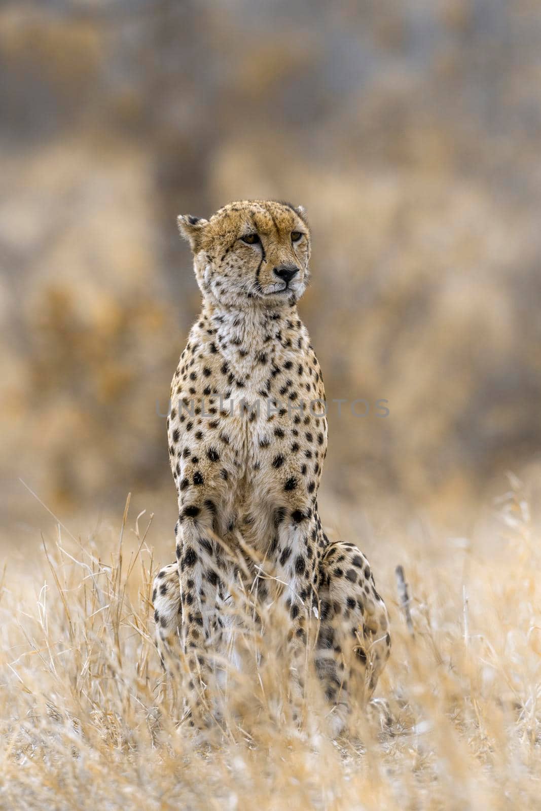 Cheetah in Kruger National park, South Africa ; Specie Acinonyx jubatus family of Felidae