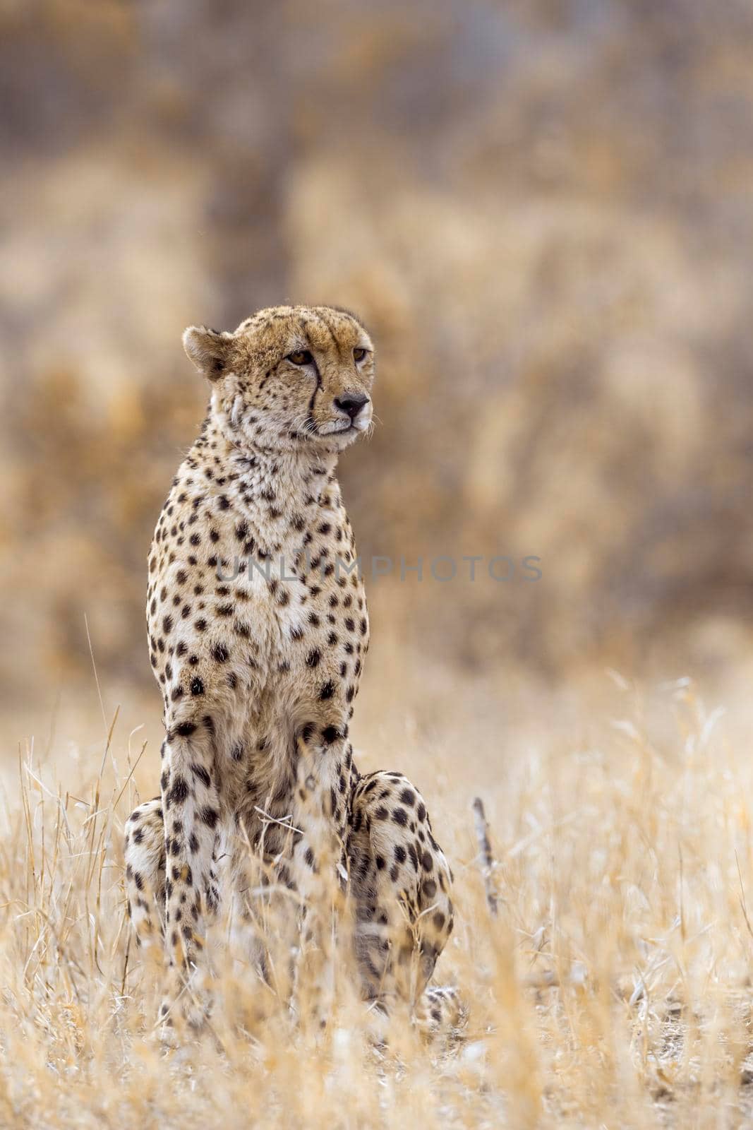Cheetah in Kruger National park, South Africa ; Specie Acinonyx jubatus family of Felidae