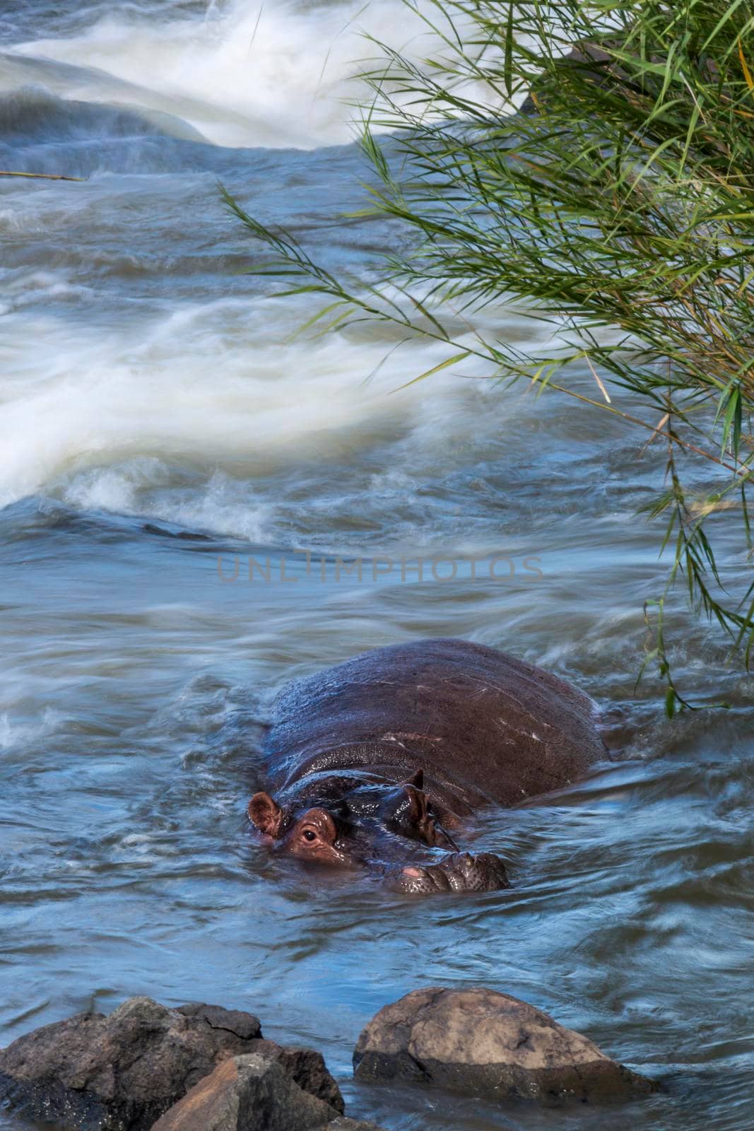 Hippopotamus in Kruger National park, South Africa by PACOCOMO