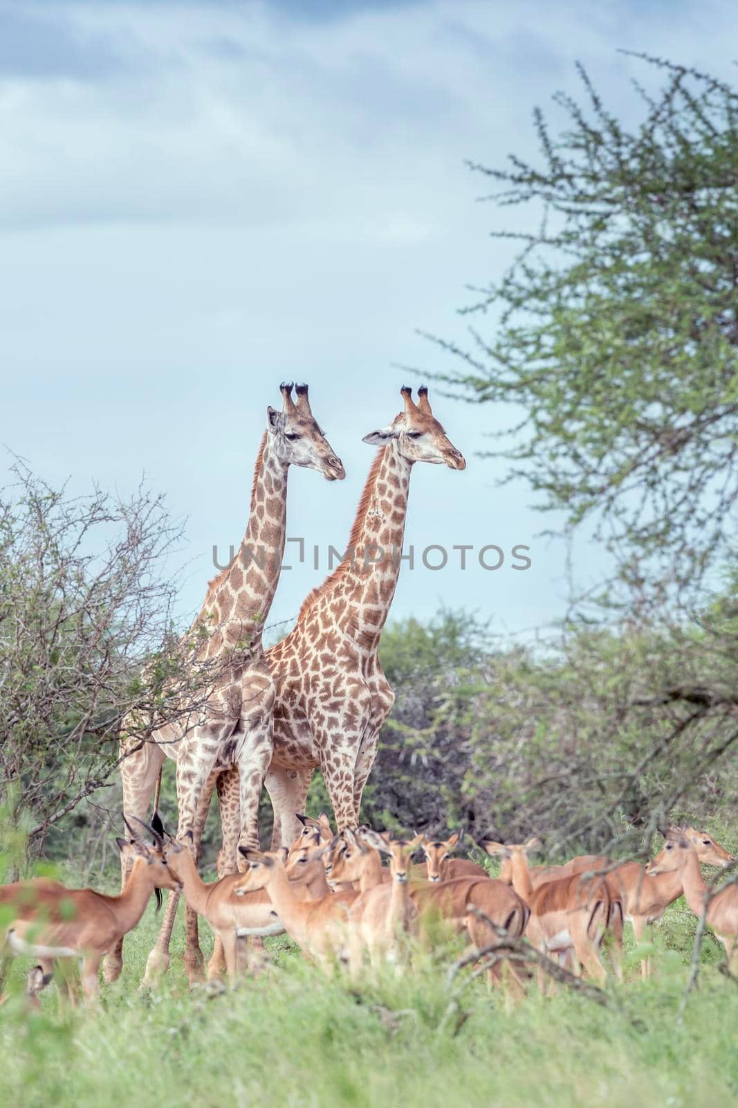 Giraffe couple and impala in Kruger National park, South Africa ; Specie Giraffa camelopardalis family of Giraffidae