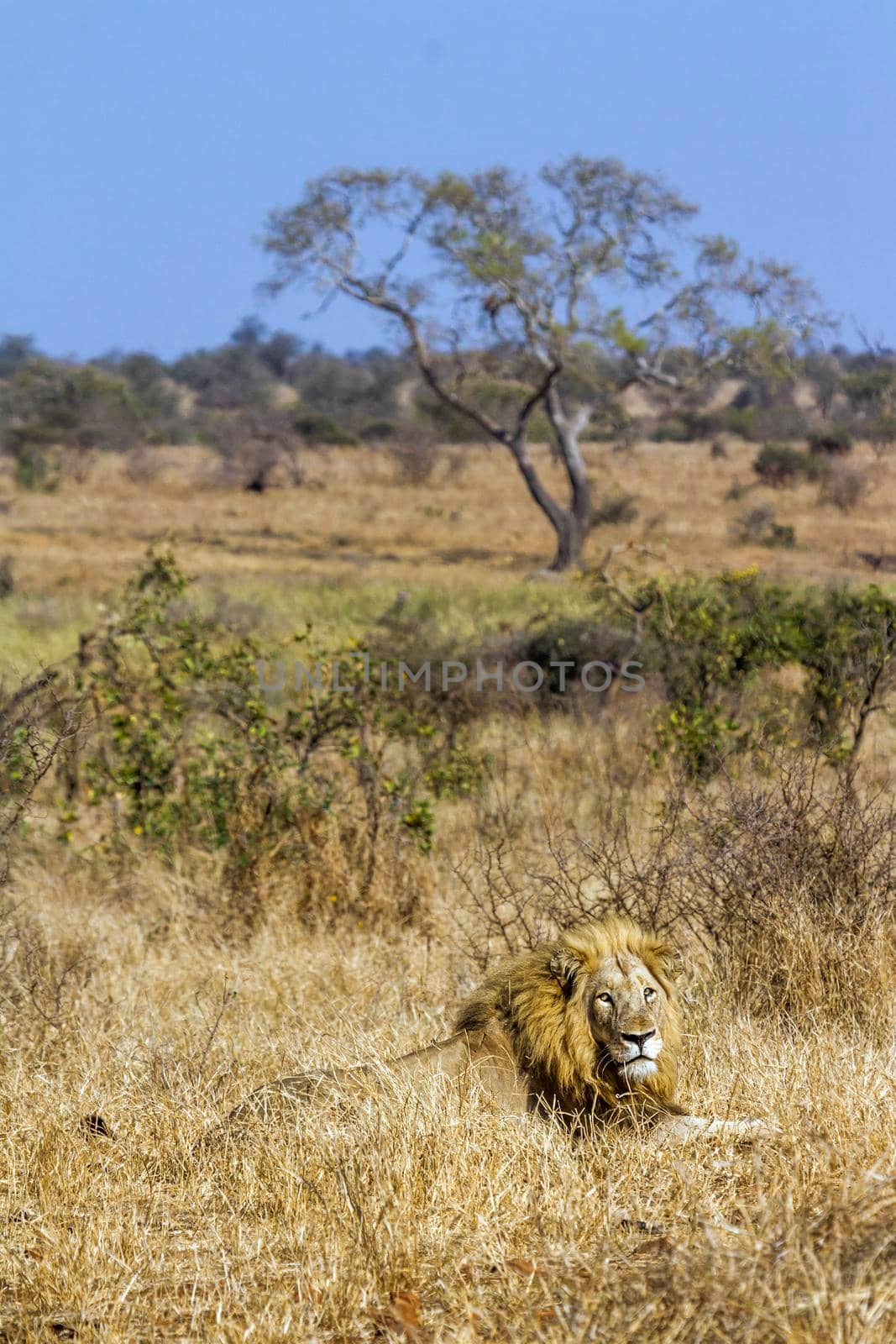 African lion in Kruger National park, South Africa ; Specie Panthera leo family of Felidae