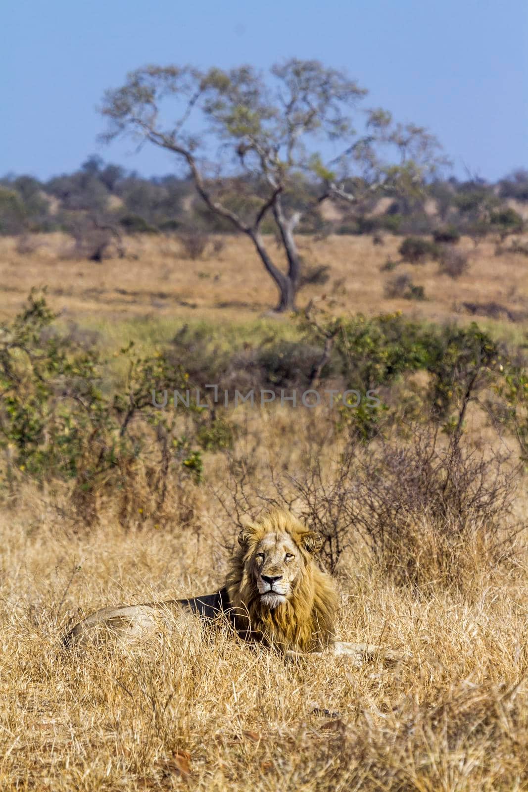 African lion in Kruger National park, South Africa ; Specie Panthera leo family of Felidae