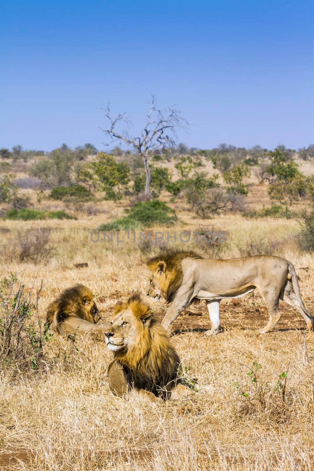 African lion in Kruger National park, South Africa by PACOCOMO